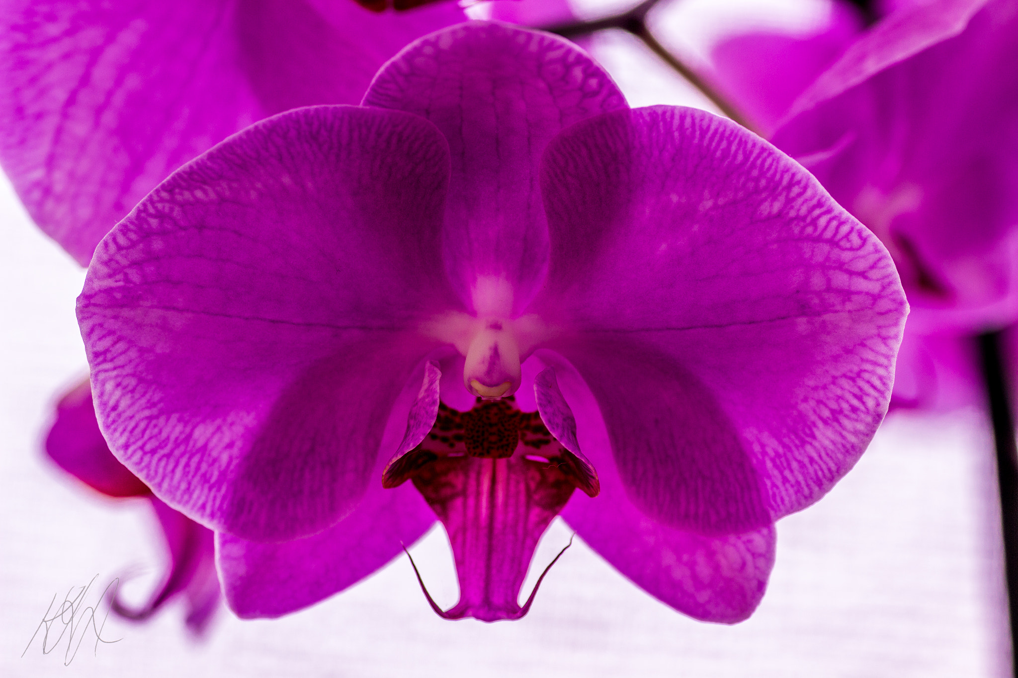 Canon EOS 600D (Rebel EOS T3i / EOS Kiss X5) + Tamron SP AF 90mm F2.8 Di Macro sample photo. Orchid macro photography