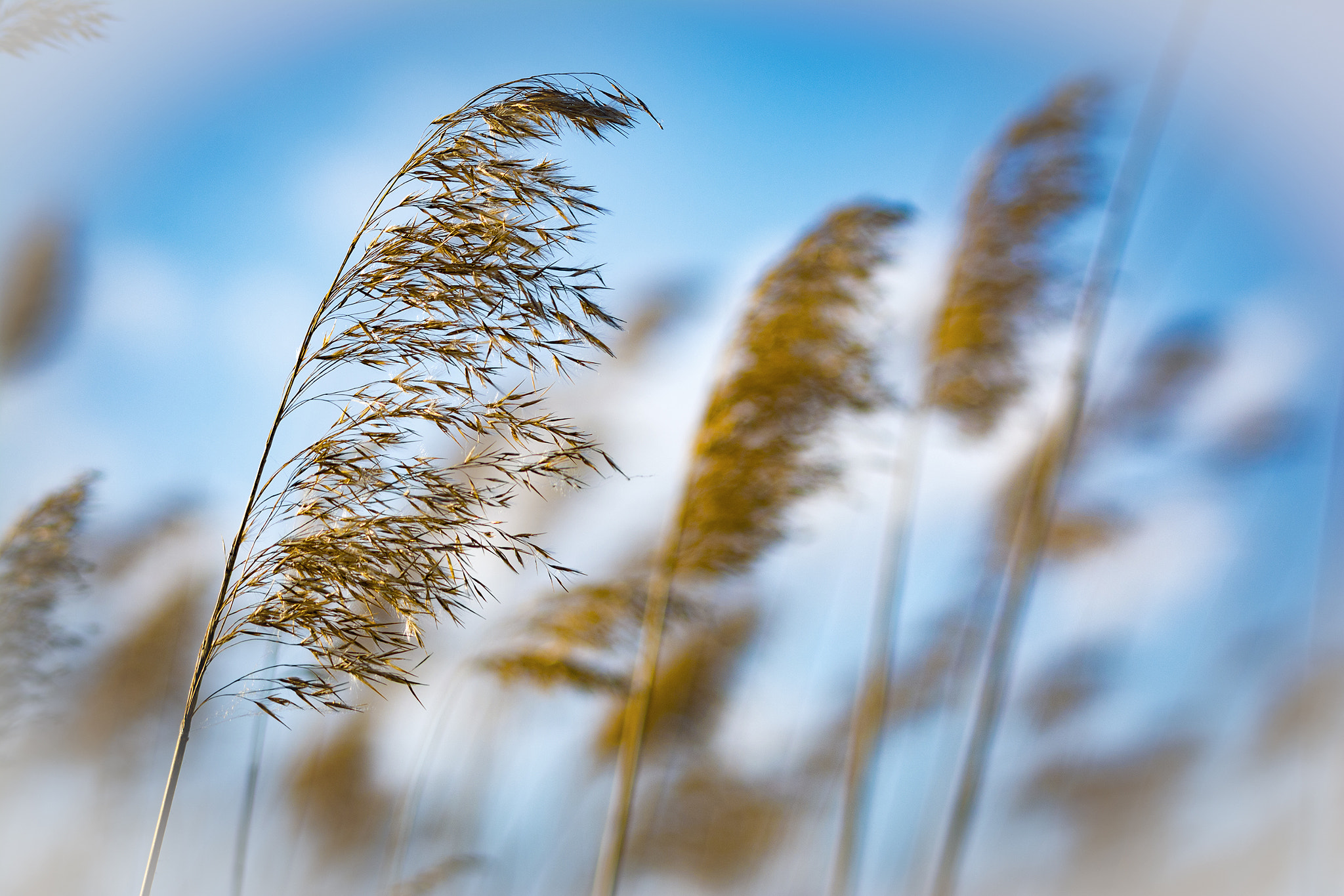 Sigma 150-500mm F5-6.3 DG OS HSM sample photo. Wind direction photography