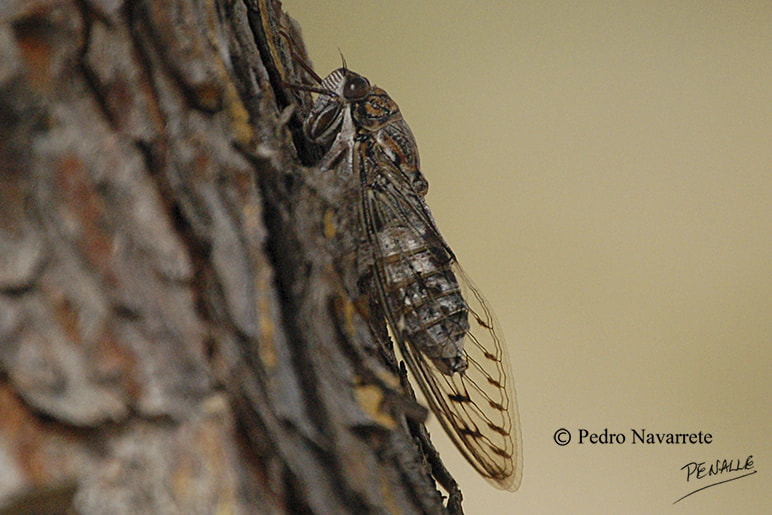 Nikon D50 sample photo. Cigarra photography