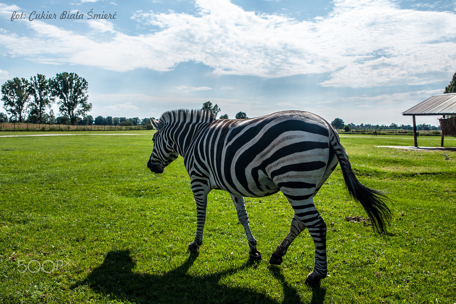 Sony Alpha DSLR-A700 + 24-70mm F2.8 sample photo. Zebra photography
