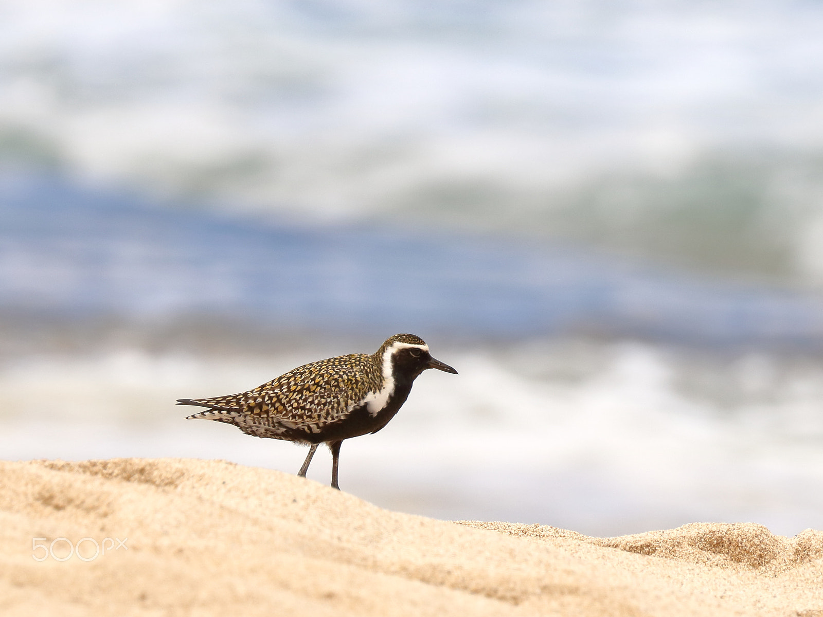 Canon EOS 750D (EOS Rebel T6i / EOS Kiss X8i) sample photo. Pacific golden plover photography