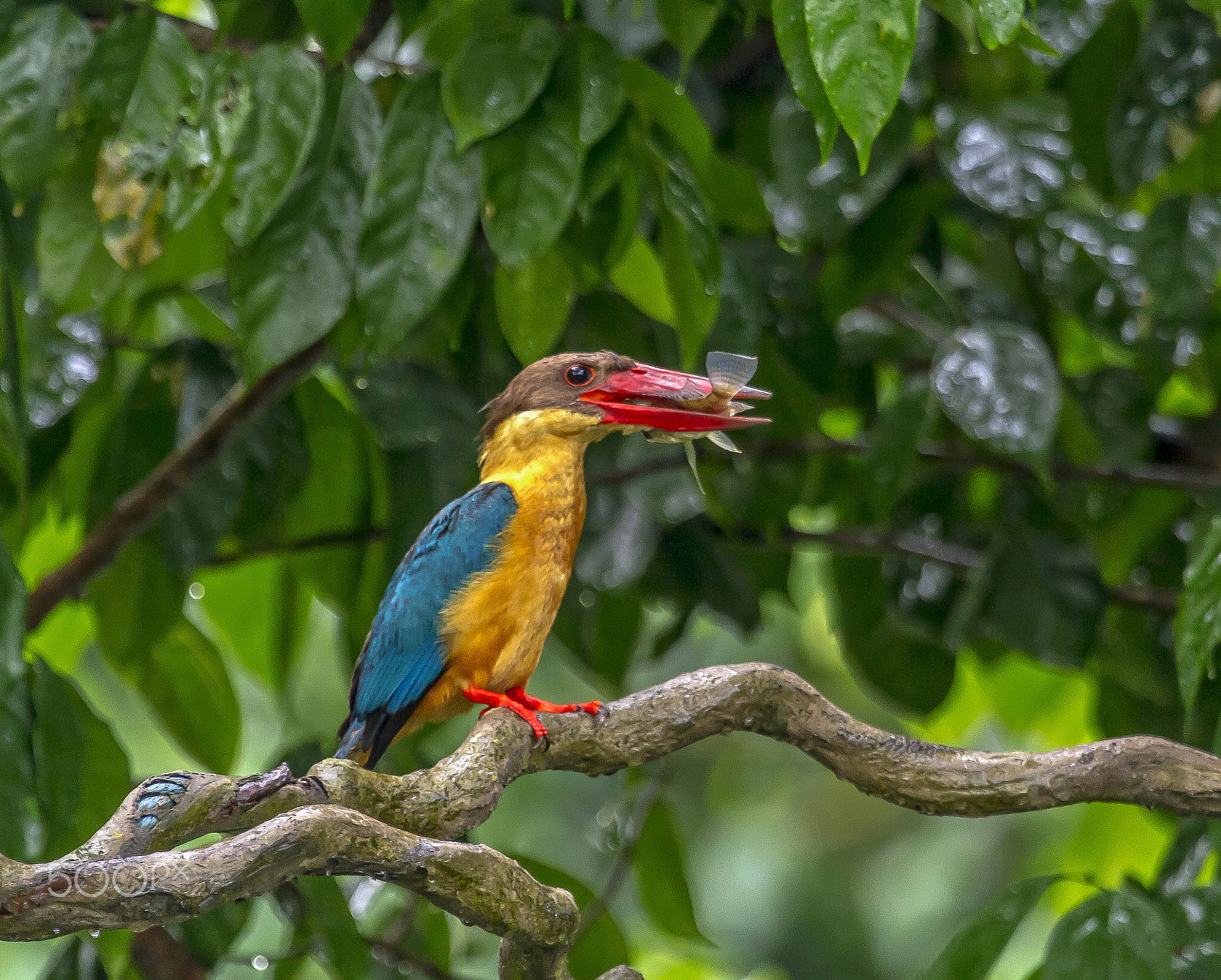 Canon EF 100-400mm F4.5-5.6L IS USM sample photo. Stork billed kingfisher photography