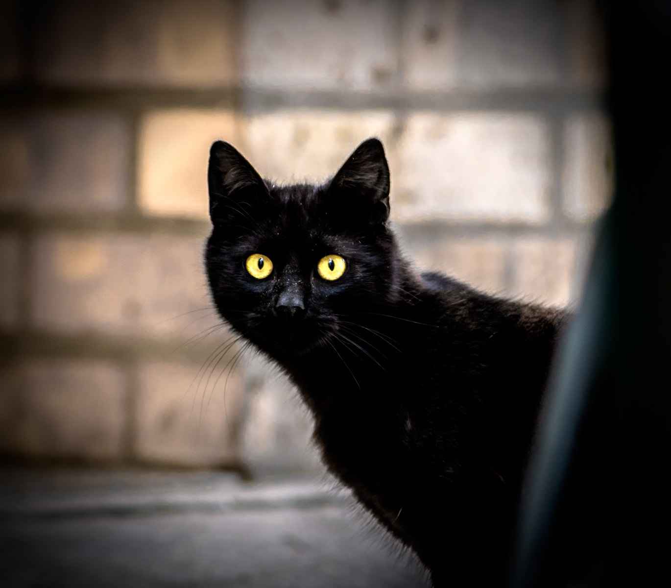 AF Nikkor 300mm f/4 IF-ED sample photo. Cat's eye photography