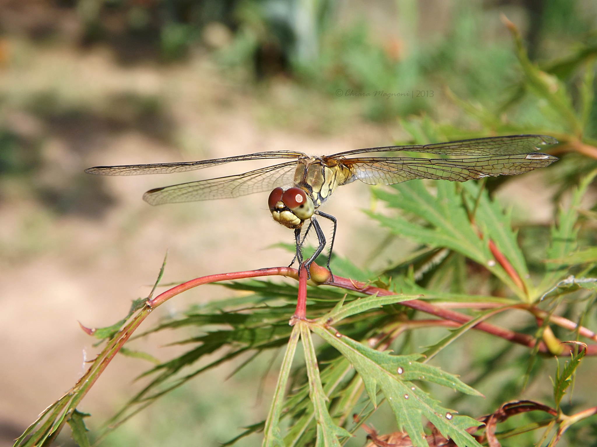 Fujifilm FinePix S4400 sample photo. Fragile harmony photography