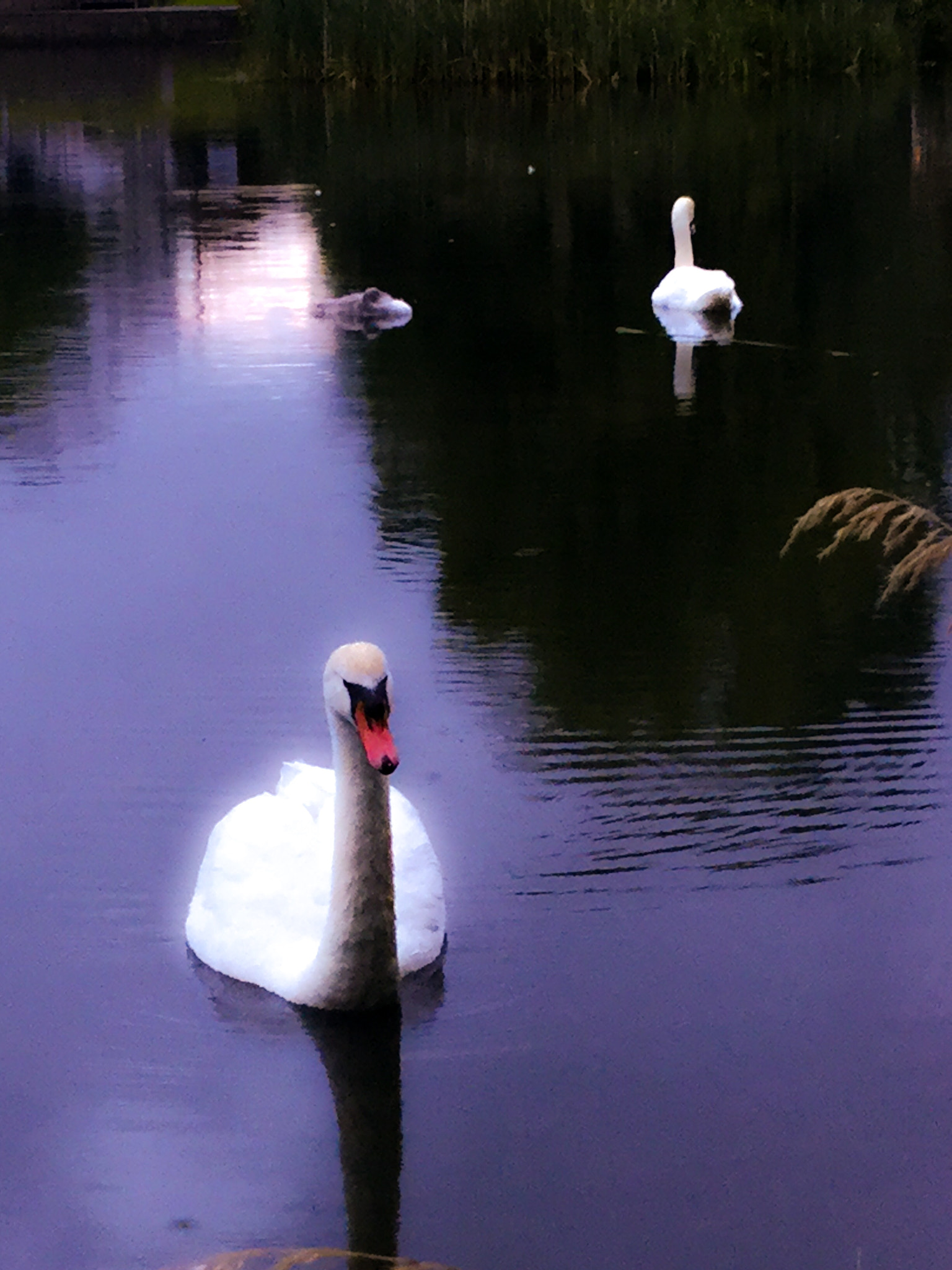 iPad Air 2 back camera 3.3mm f/2.4 sample photo. 'mr. king ~ family, collection' photography