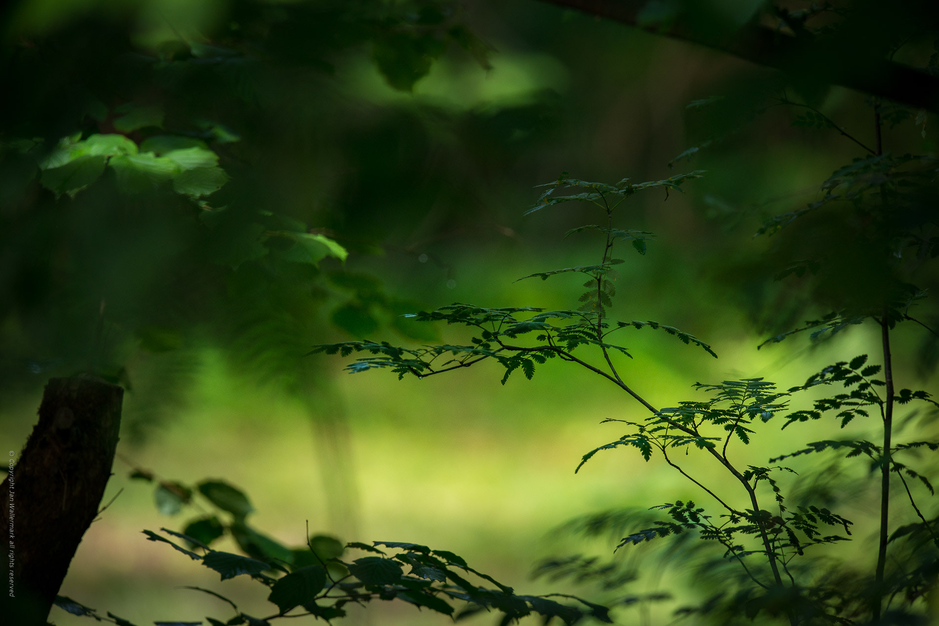 Nikon AF-S Nikkor 400mm F2.8E FL ED VR sample photo. Garden jungle vll photography