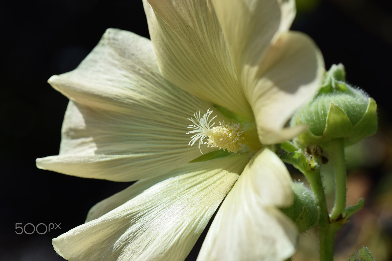 Nikon D3300 + Nikon AF Micro-Nikkor 60mm F2.8D sample photo. Cream hollyhock photography