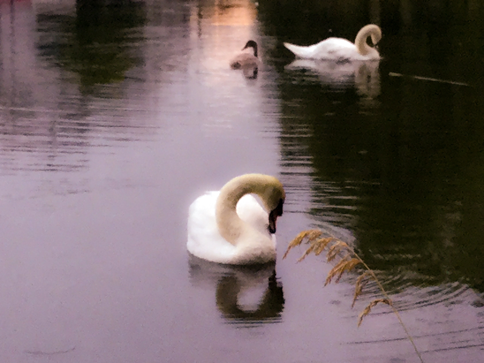 iPad Air 2 back camera 3.3mm f/2.4 sample photo. 'mr. king&family~ collection' photography