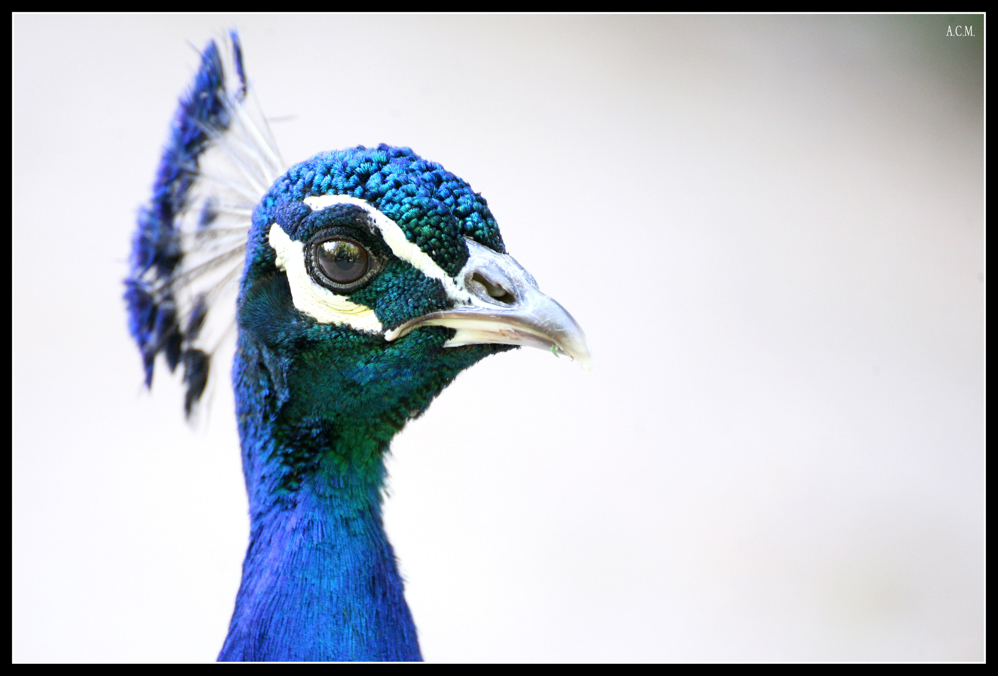 Canon EOS 5D + Tamron SP 70-300mm F4-5.6 Di VC USD sample photo. Pavo real photography
