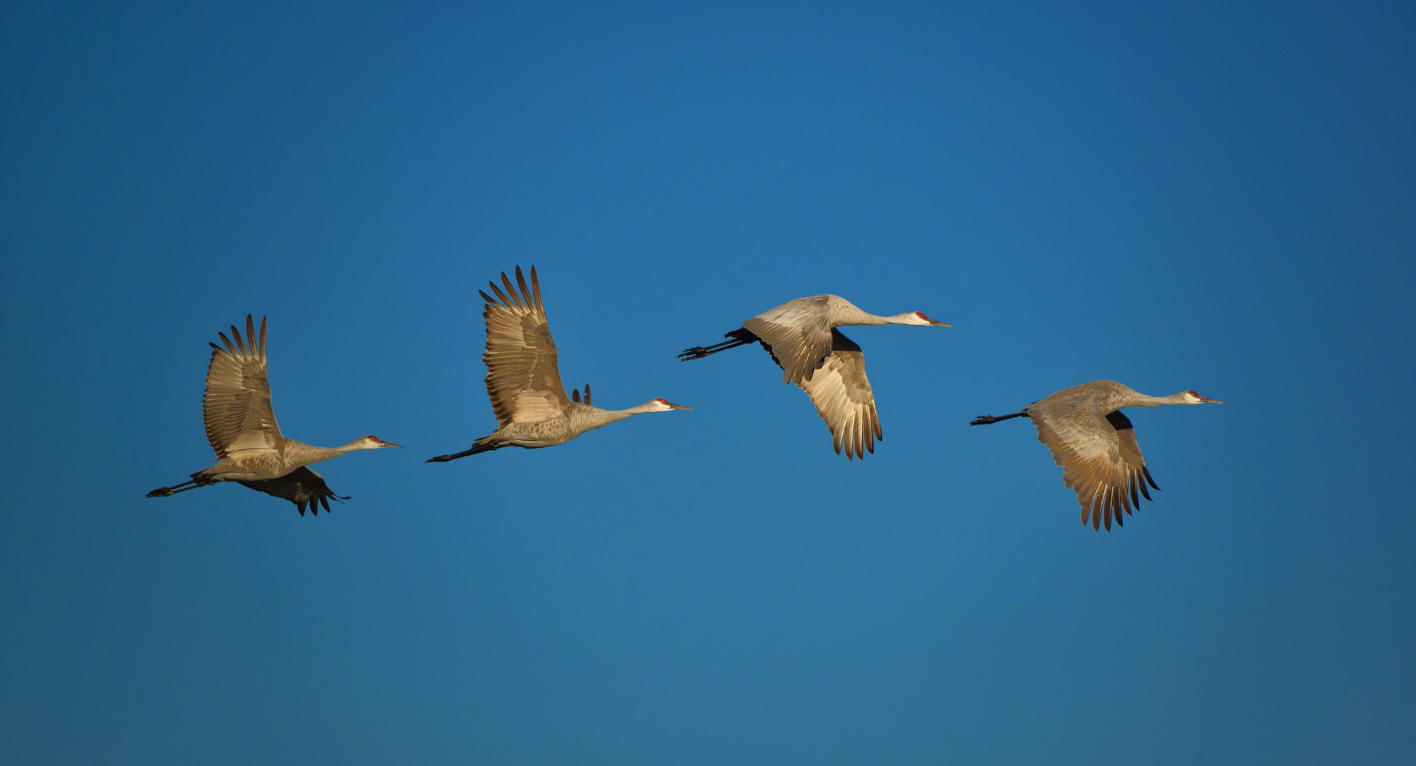 Sigma 50-500mm F4.5-6.3 DG OS HSM sample photo. Synchronized sandhill cranes photography