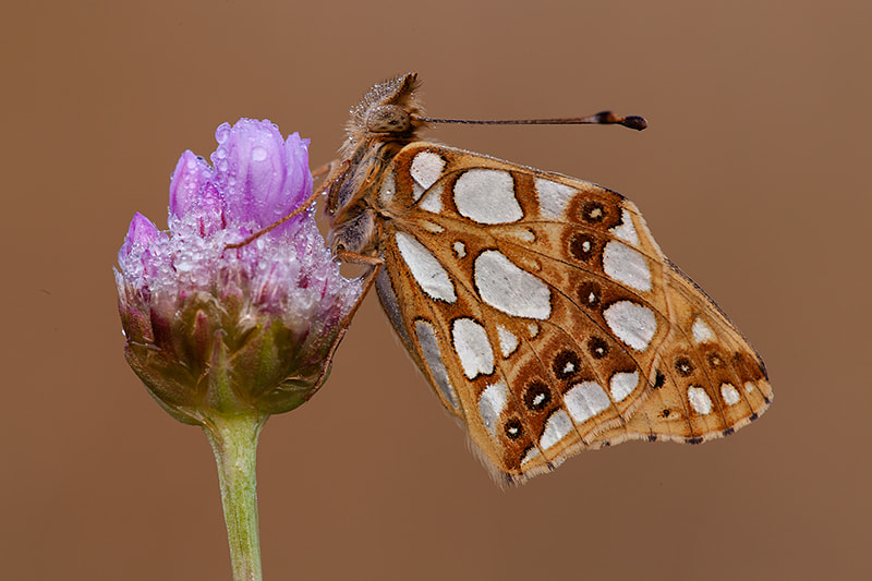 Canon EF 180mm F3.5L Macro USM sample photo. Queen of spain fritillary photography