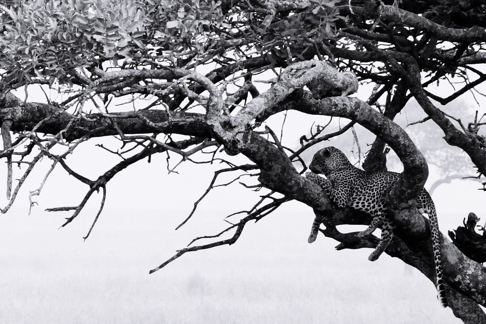 Canon EF 70-200mm F4L IS USM sample photo. Chui in the tree photography