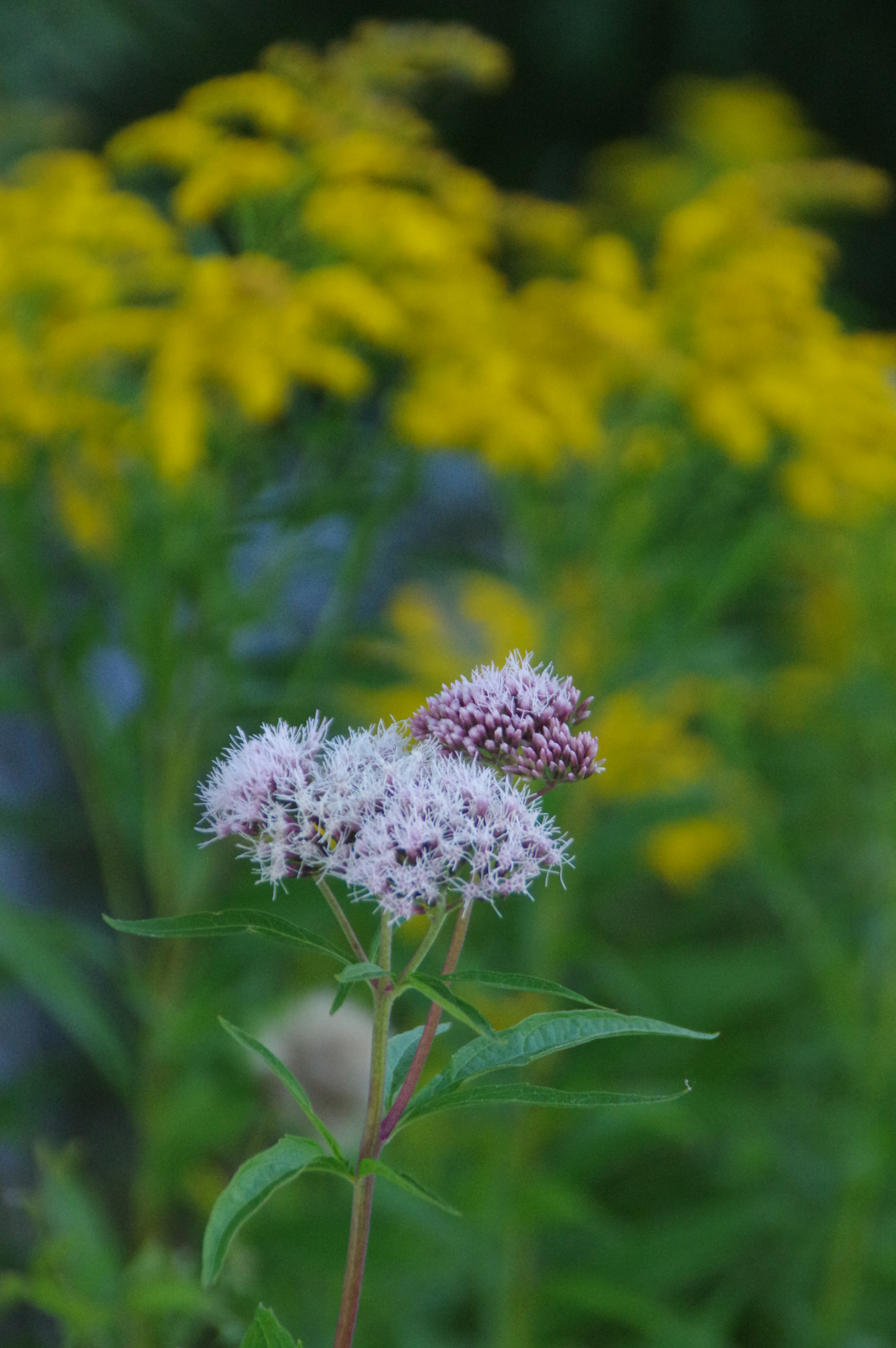 Tamron AF 18-200mm F3.5-6.3 XR Di II LD Aspherical (IF) Macro sample photo. Wild flowers photography