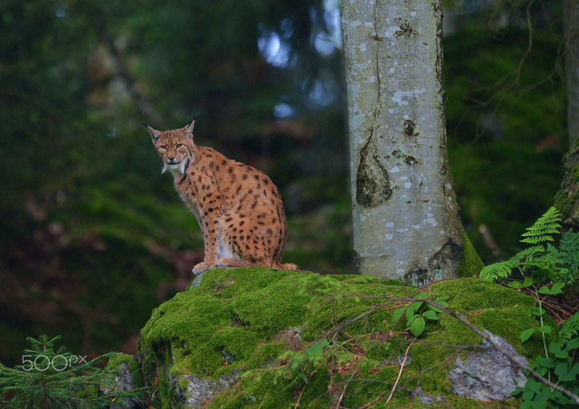 Nikon D800 + Nikon AF-S Nikkor 400mm F2.8G ED VR II sample photo. Dsc_5825.jpg photography