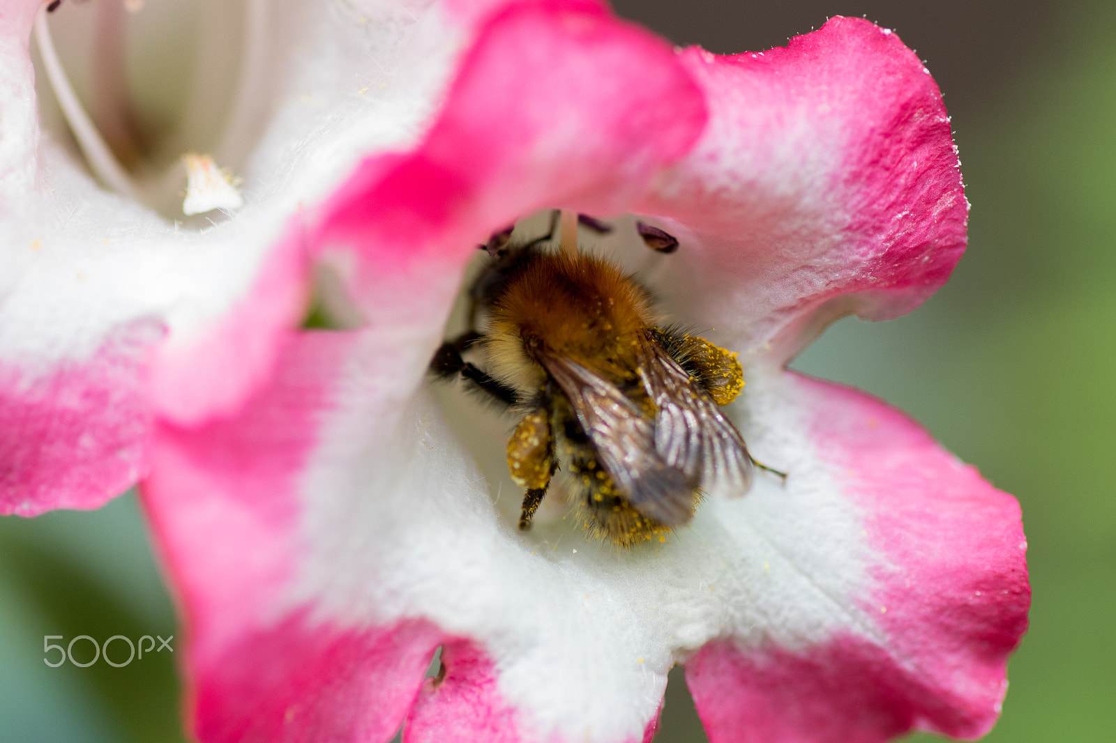 Tamron SP AF 90mm F2.8 Di Macro sample photo. Pollination in progress photography