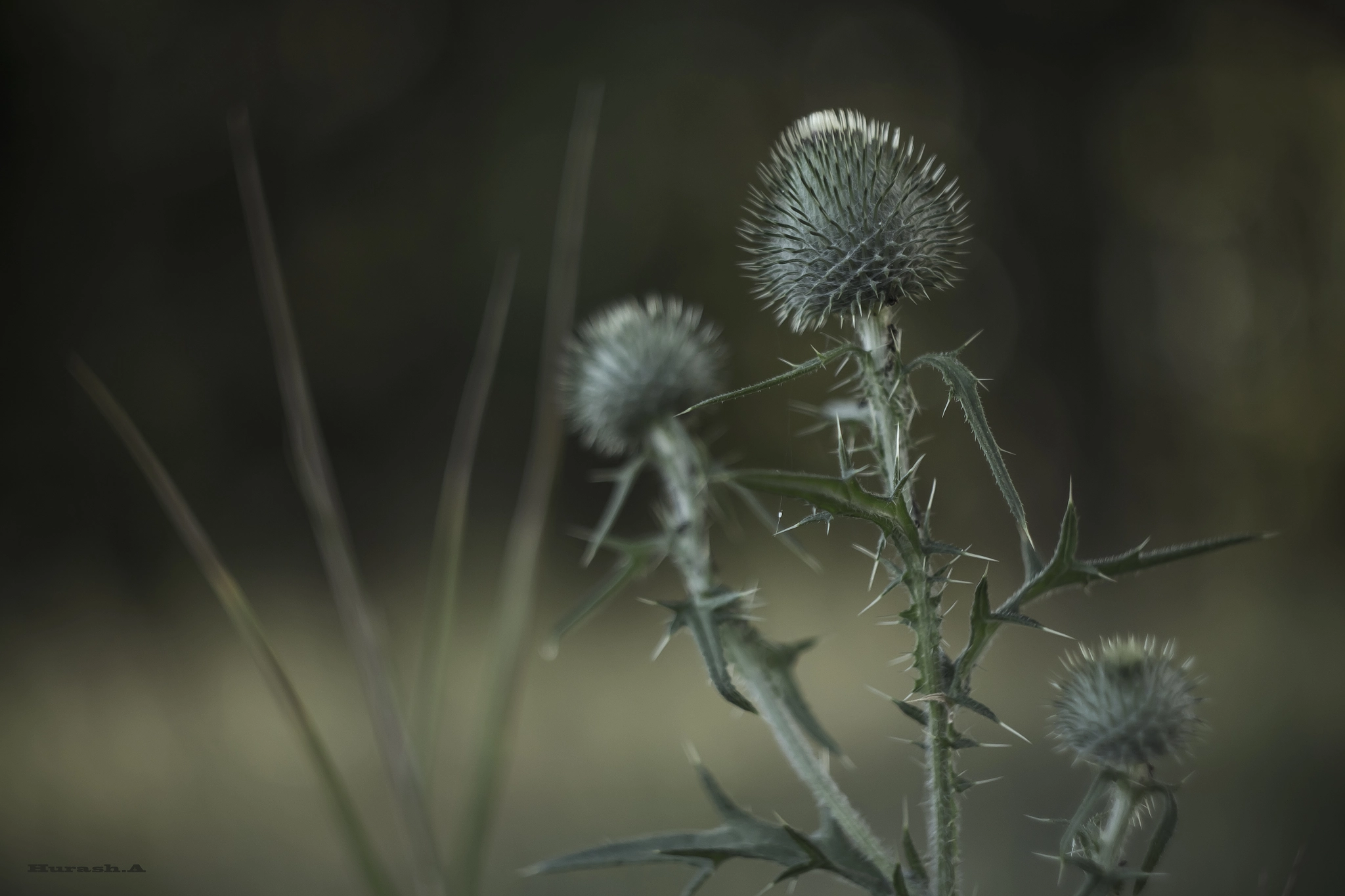 Canon EF 35-80mm f/4-5.6 sample photo. Family photography