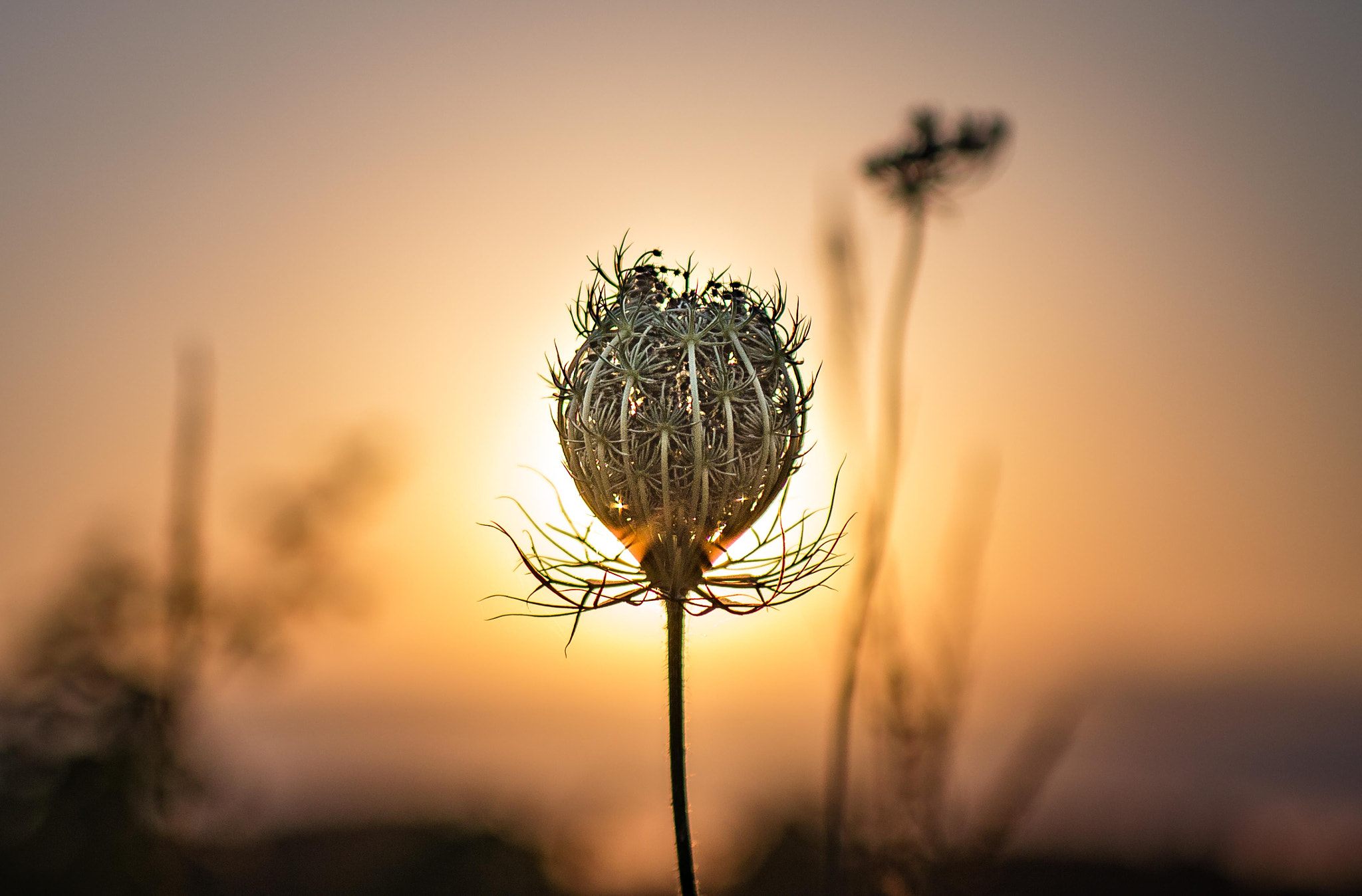 Nikon D3200 + Sigma 50mm F2.8 EX DG Macro sample photo. Playing hide-and-seek with the sun photography