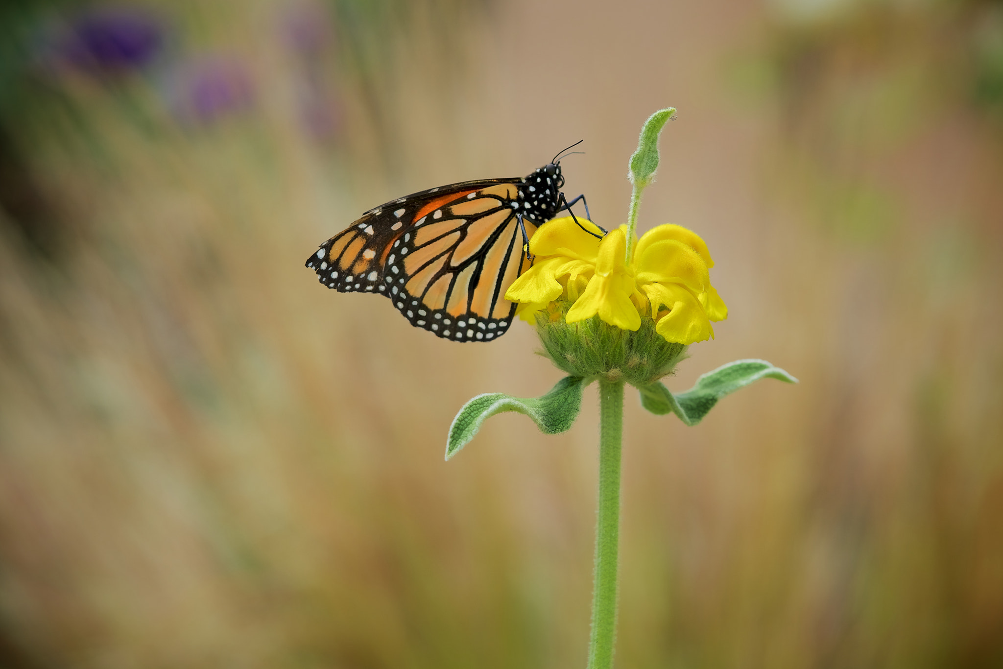 Sony a7R II + Sony FE 90mm F2.8 Macro G OSS sample photo. Life of a monarch photography