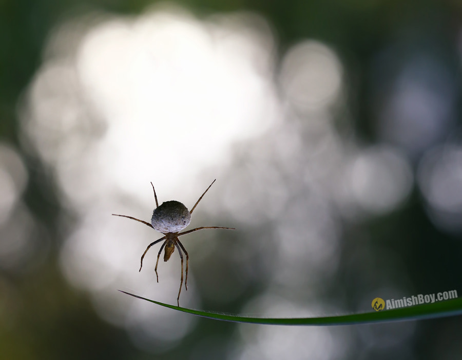 Canon EOS 6D + Canon EF 100mm F2.8 Macro USM sample photo. Rio2016 - gymnastics photography