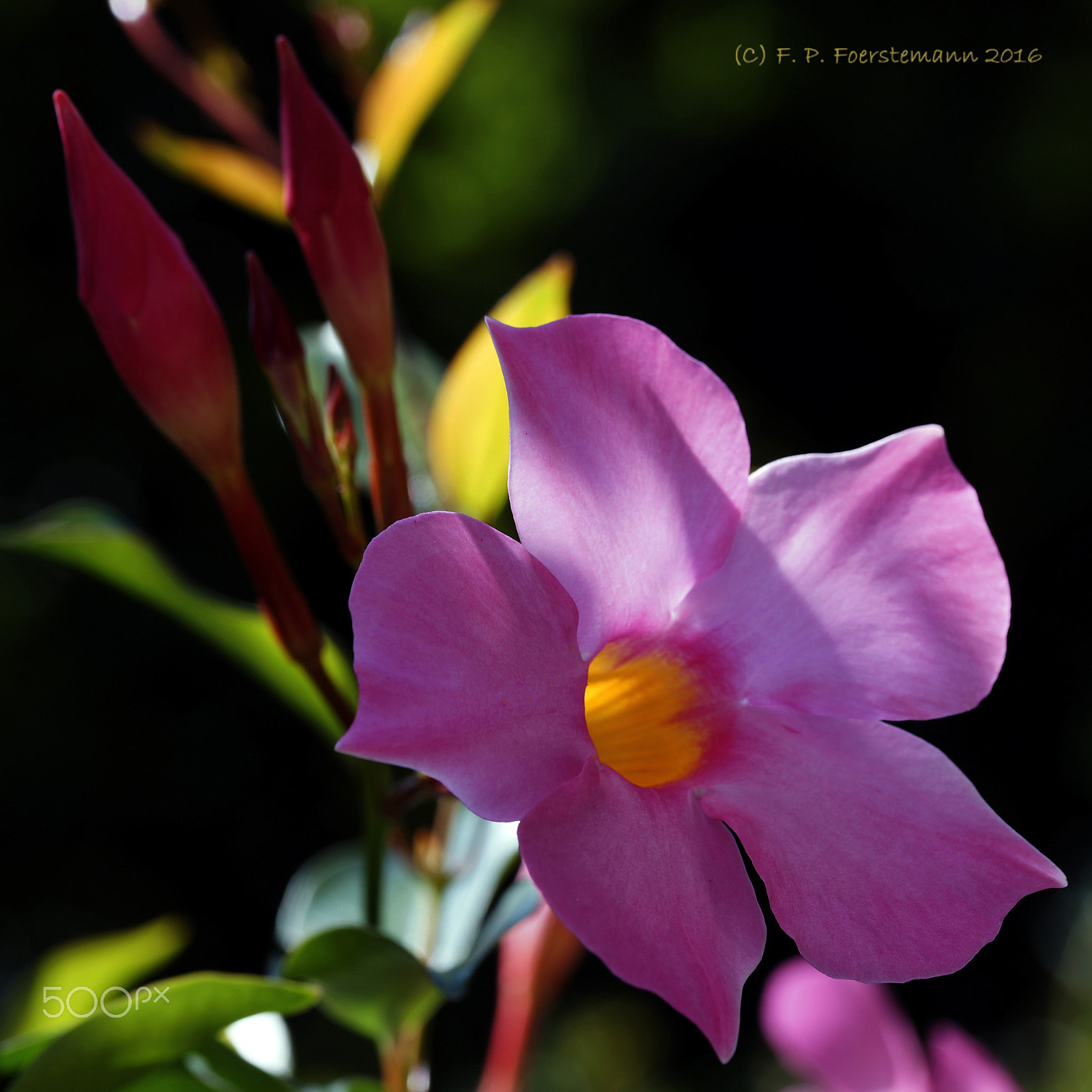 Sony a99 II + 105mm F2.8 sample photo. Dipladenia photography