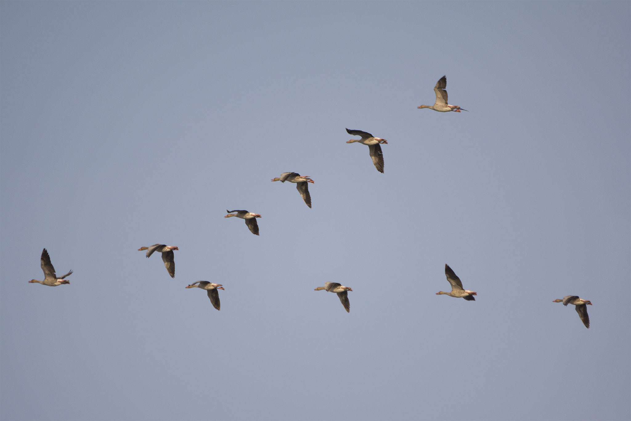 Sigma 150-500mm F5-6.3 DG OS HSM sample photo. "v" (follow the leader) photography