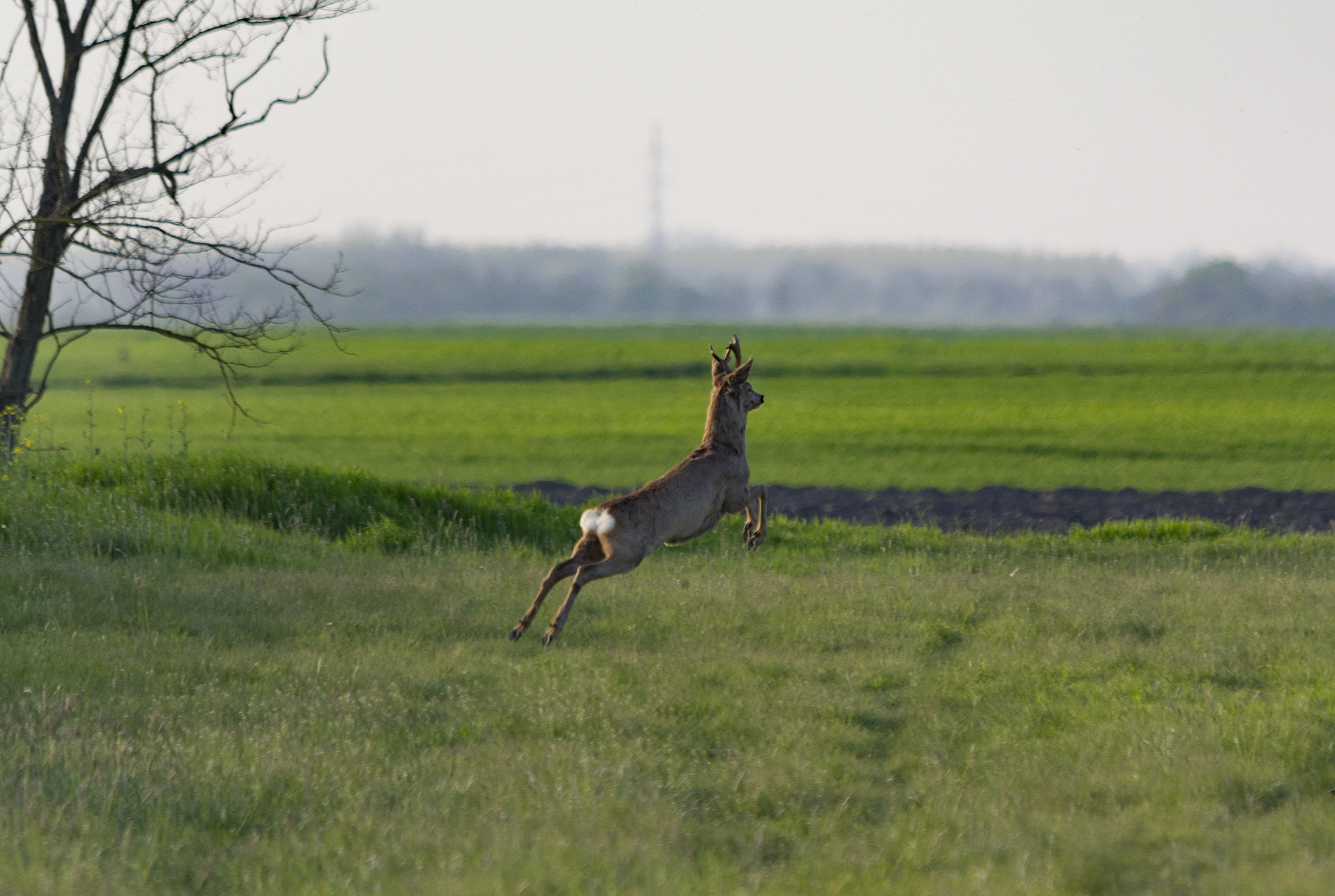 Sigma 150-500mm F5-6.3 DG OS HSM sample photo. Leap photography