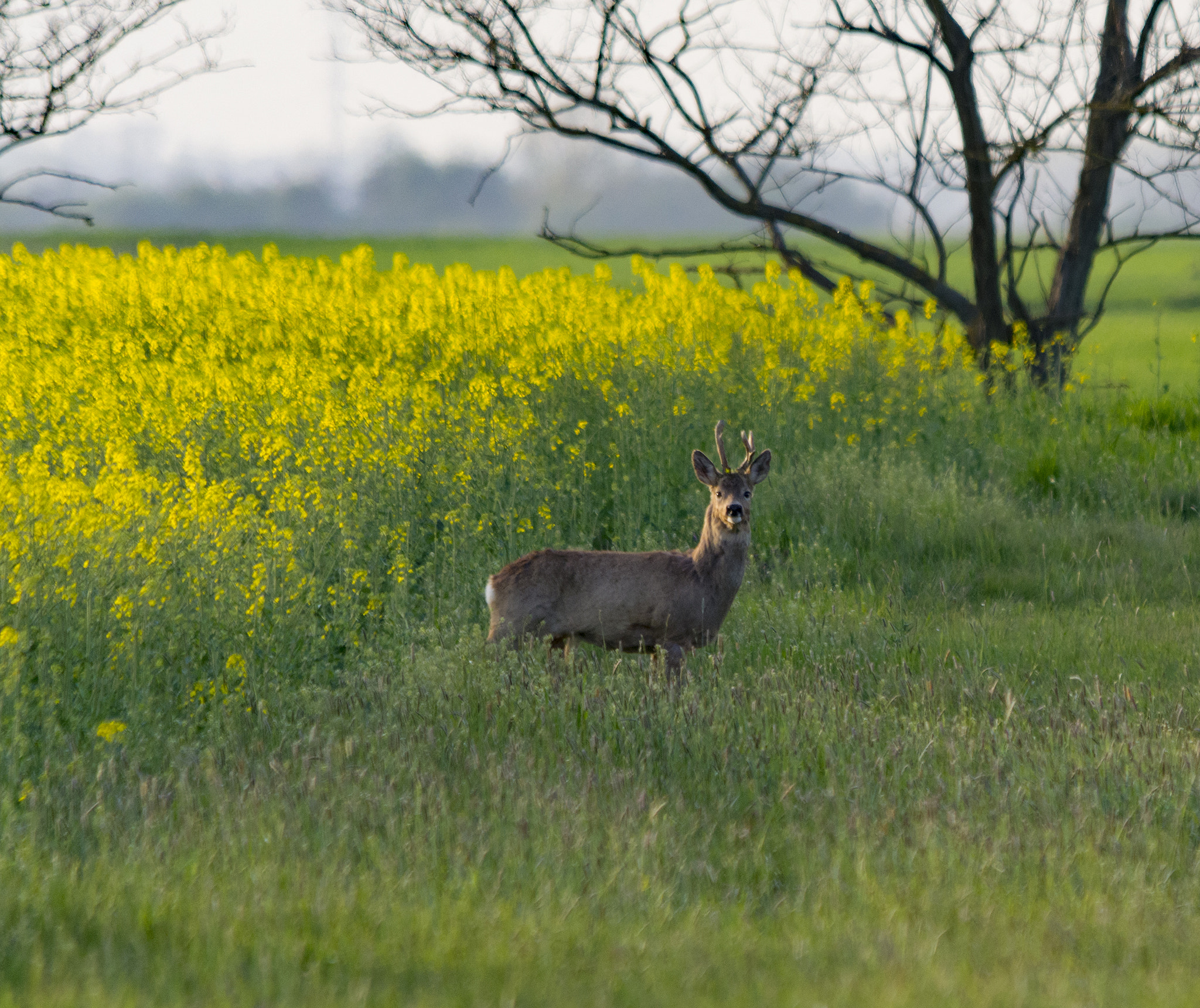 Sigma 150-500mm F5-6.3 DG OS HSM sample photo. Deer art photography