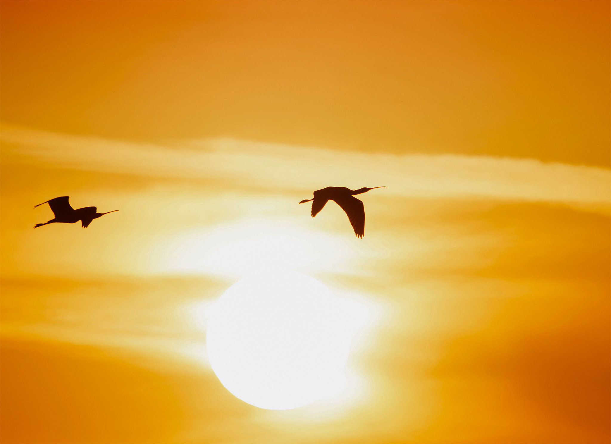 Sigma 150-500mm F5-6.3 DG OS HSM sample photo. Sunset birds photography