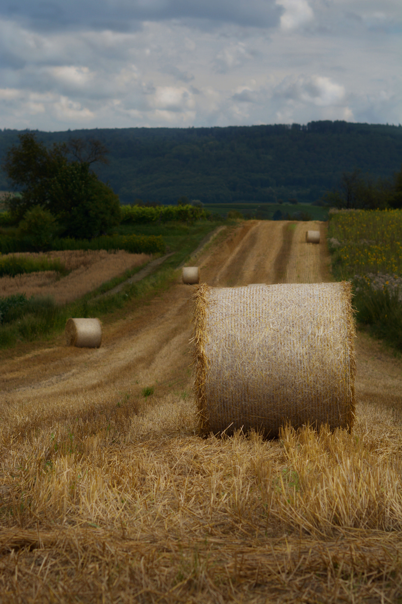 AF Nikkor 35mm f/2 sample photo. Hay bales photography