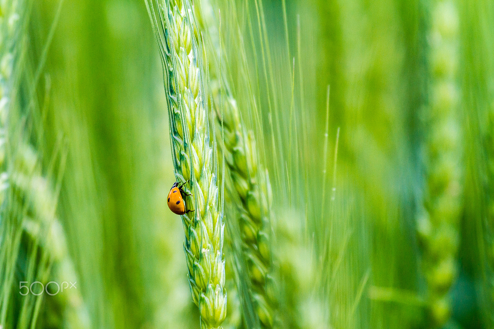 Canon EF 100-400mm F4.5-5.6L IS USM sample photo. Lady and wheat photography