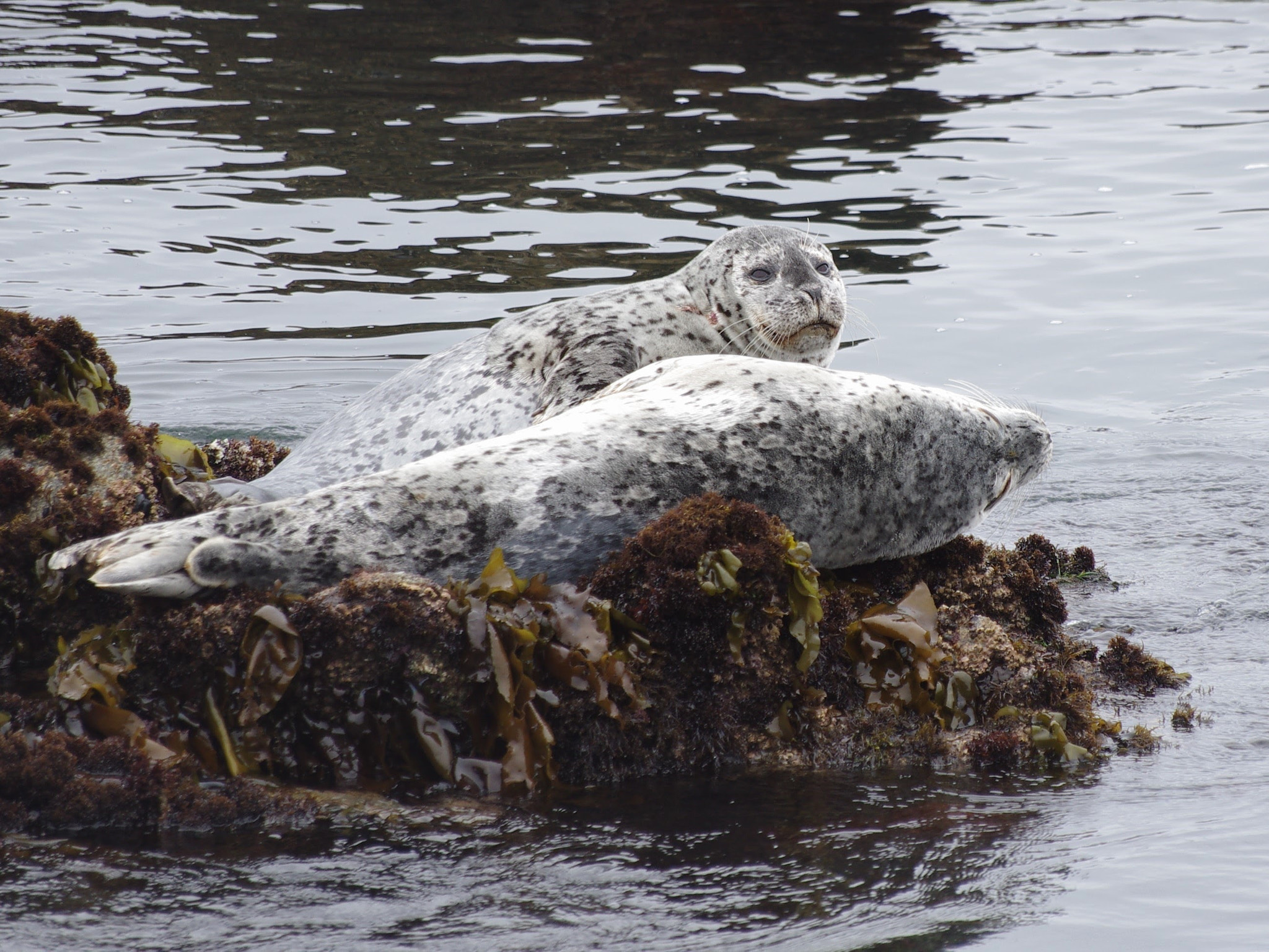 Pentax K-5 II sample photo. #seals #montereybay photography