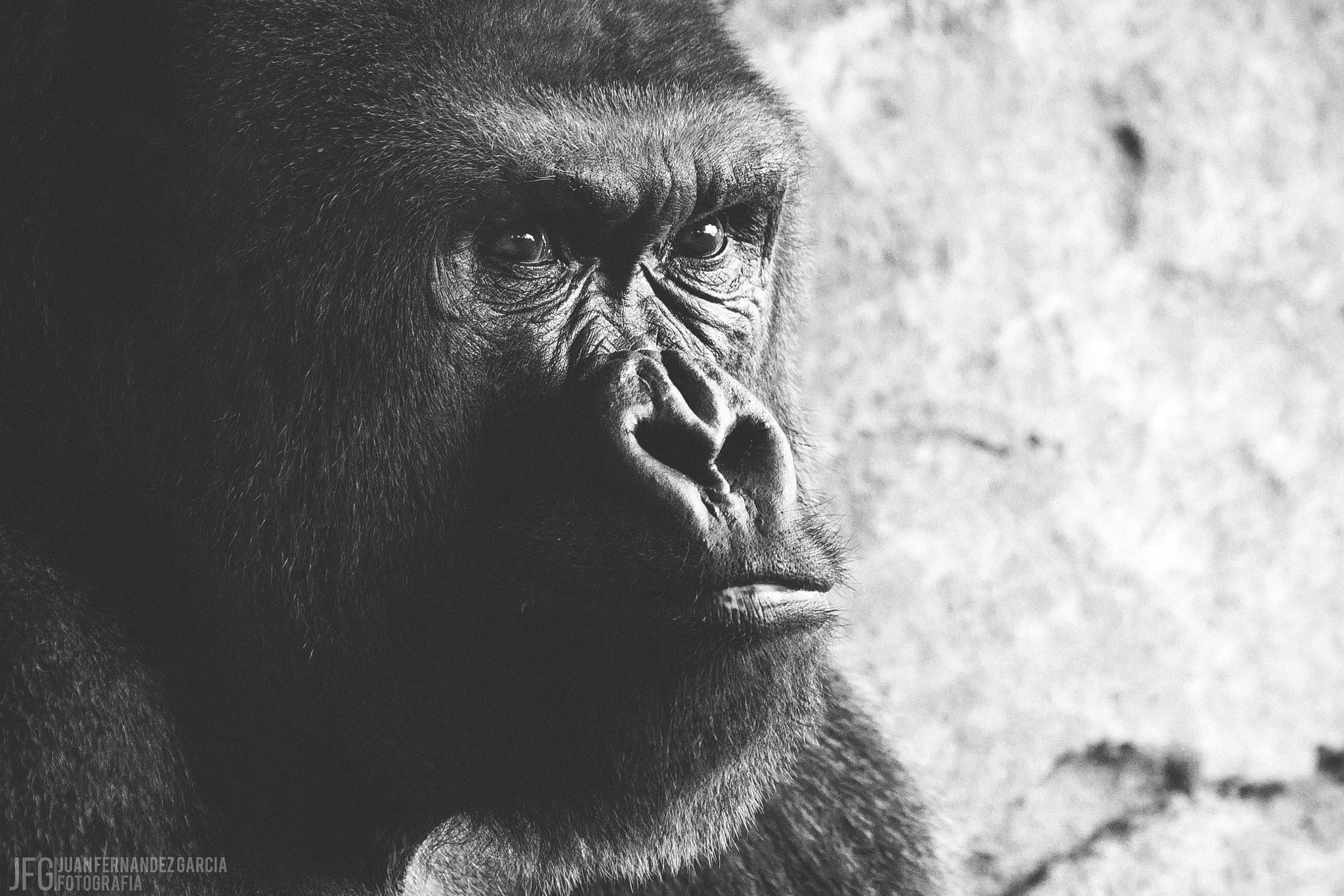 Sony SLT-A35 sample photo. #savegorillas photography