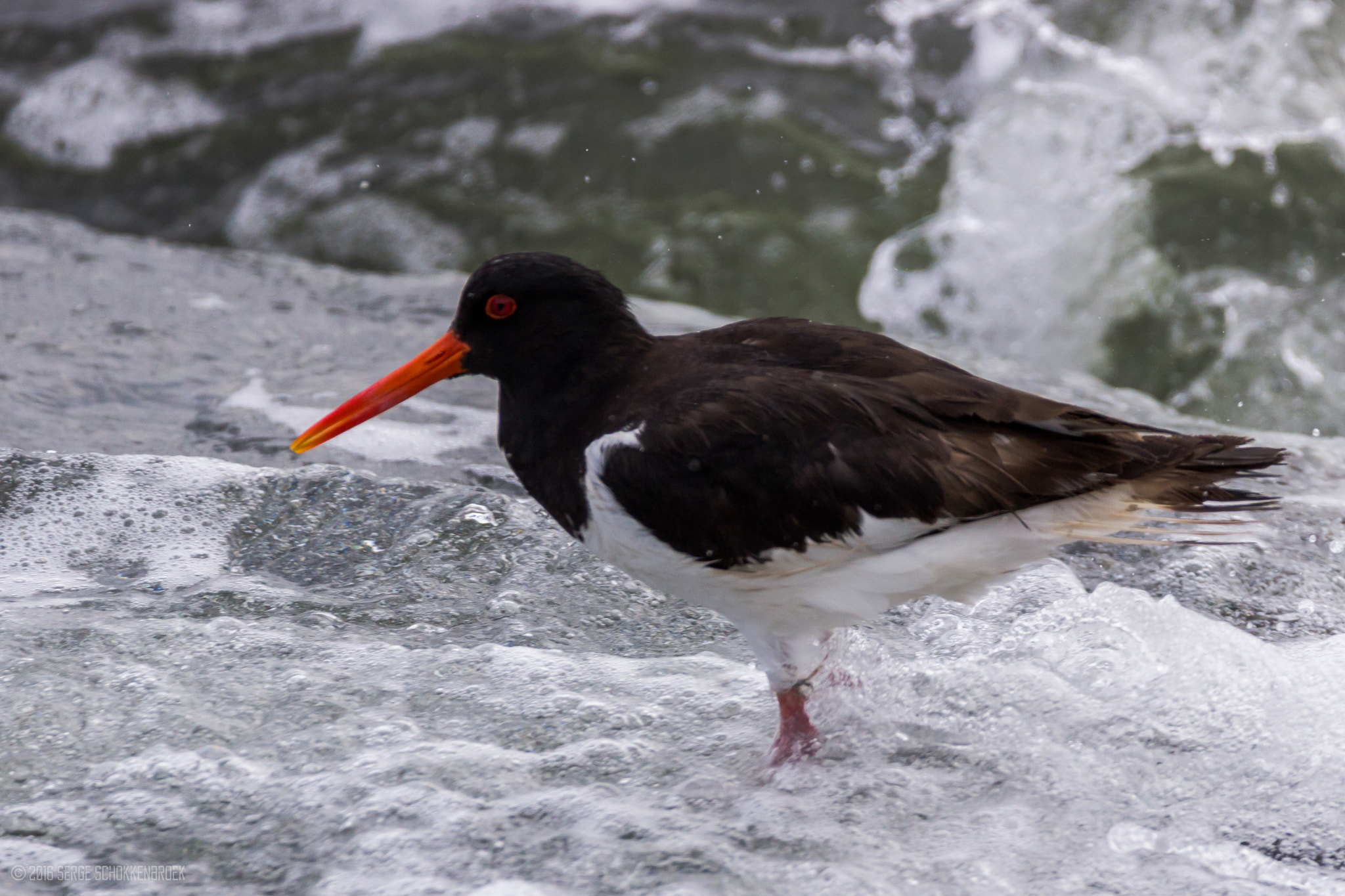 150-600mm F5-6.3 DG OS HSM | Contemporary 015 sample photo. Eurasian oystercatcher photography