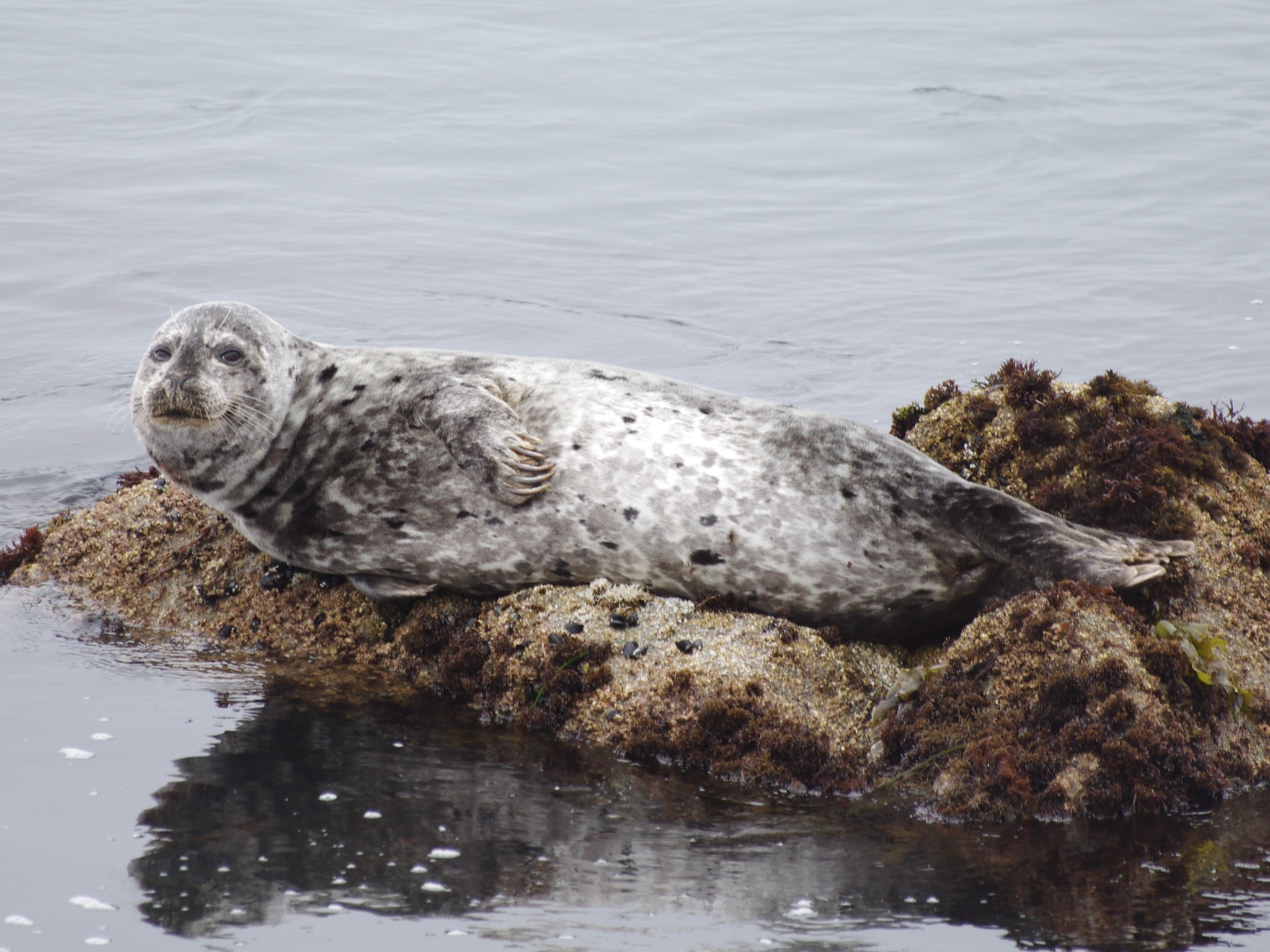 Pentax K-5 II sample photo. #seals #montereybay photography