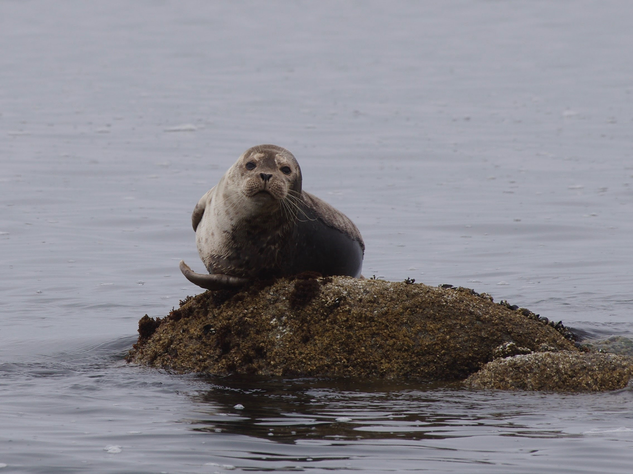 Pentax K-5 II sample photo. #seals #montereybay photography