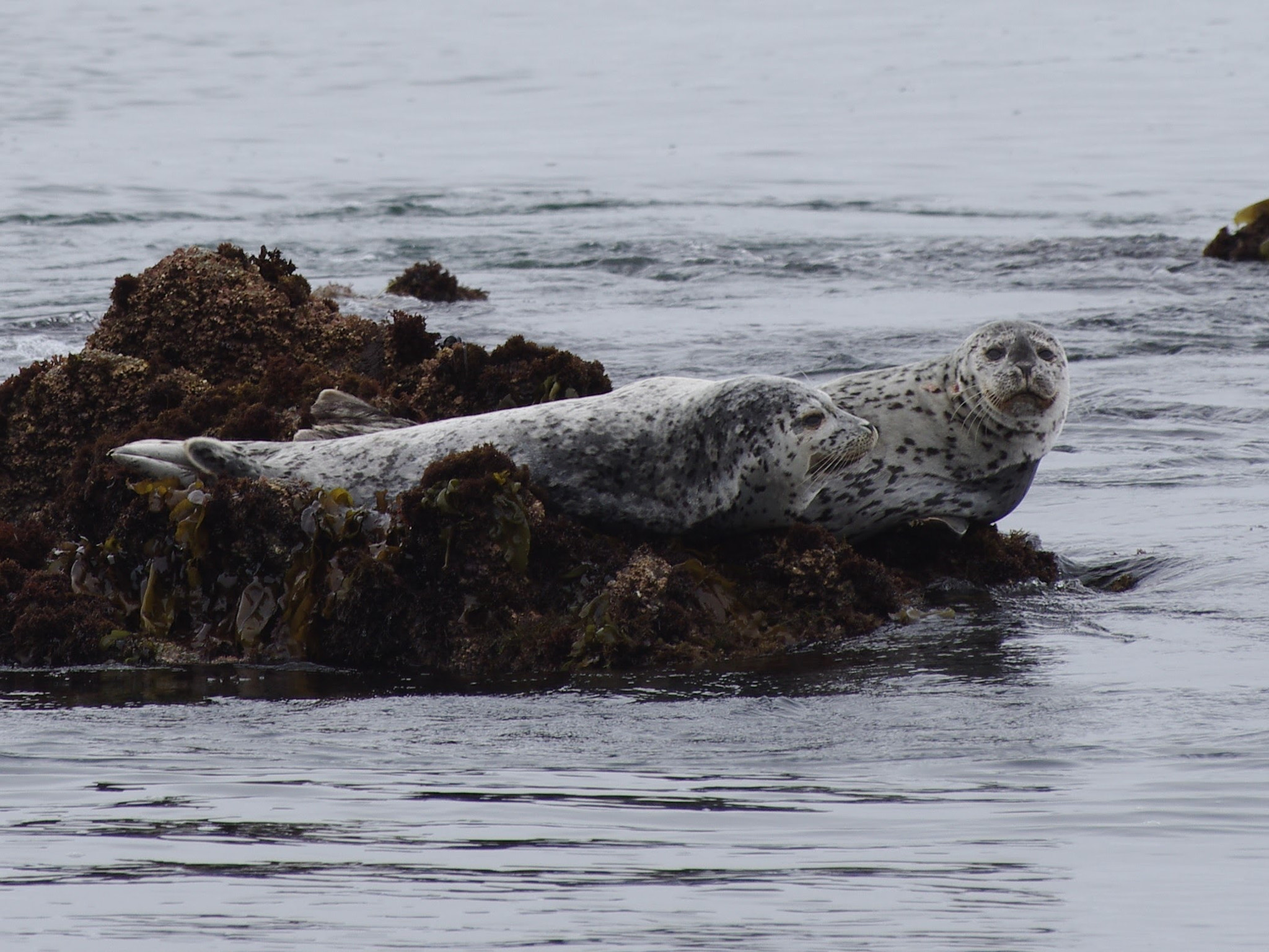 Pentax K-5 II + Sigma Lens (3 255) sample photo. #seals #montereybay photography