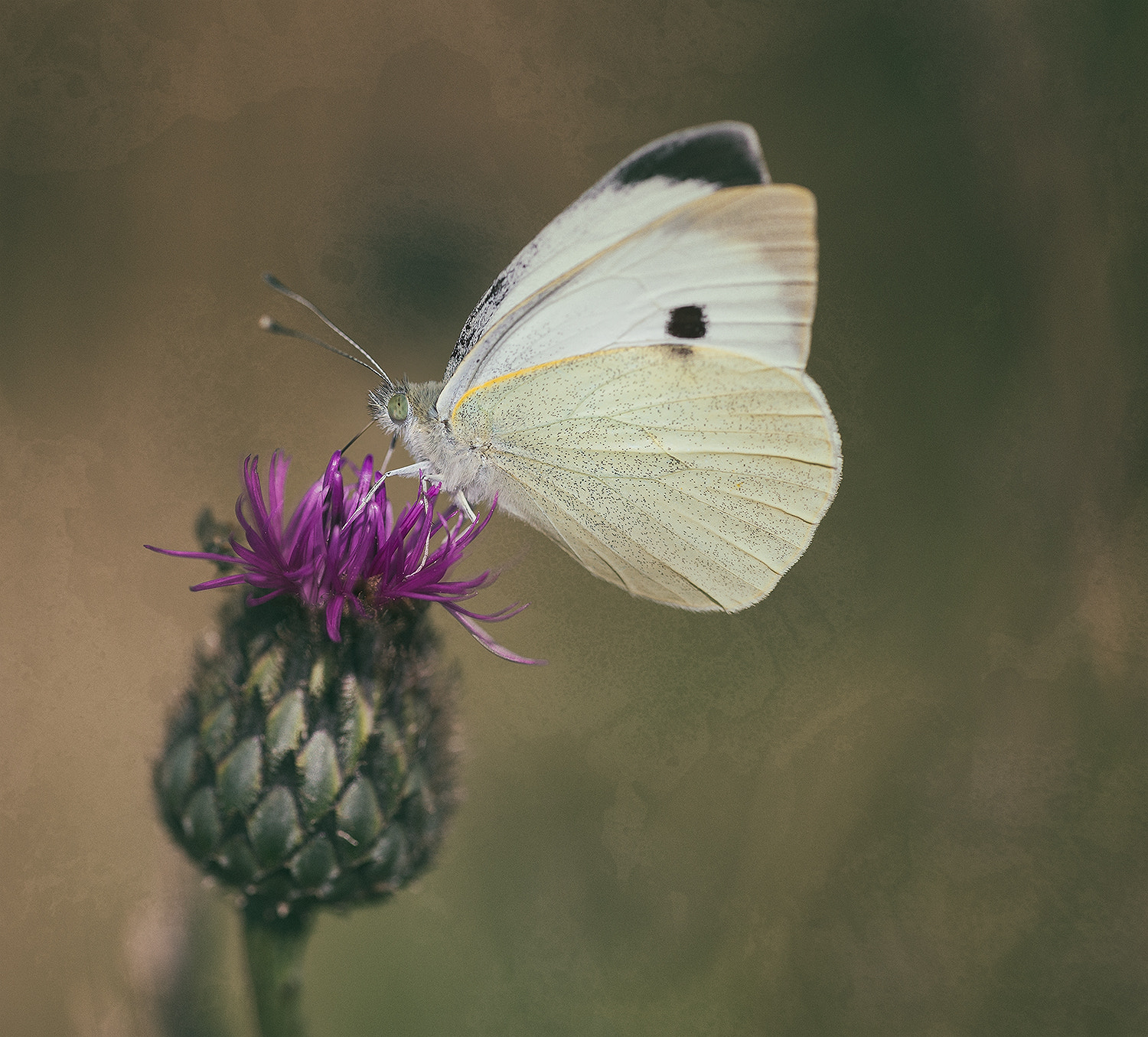 Canon EF 180mm F3.5L Macro USM sample photo. Visitor to the thistle. photography