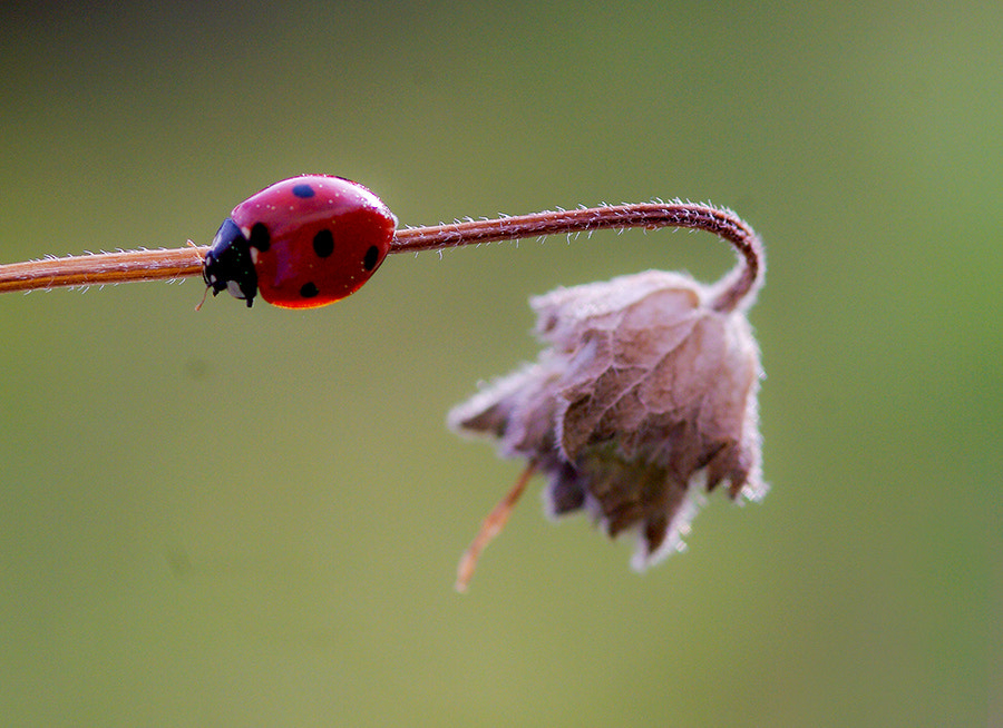 Pentax K20D + smc PENTAX-FA Macro 100mm F2.8 sample photo. Ladybug photography