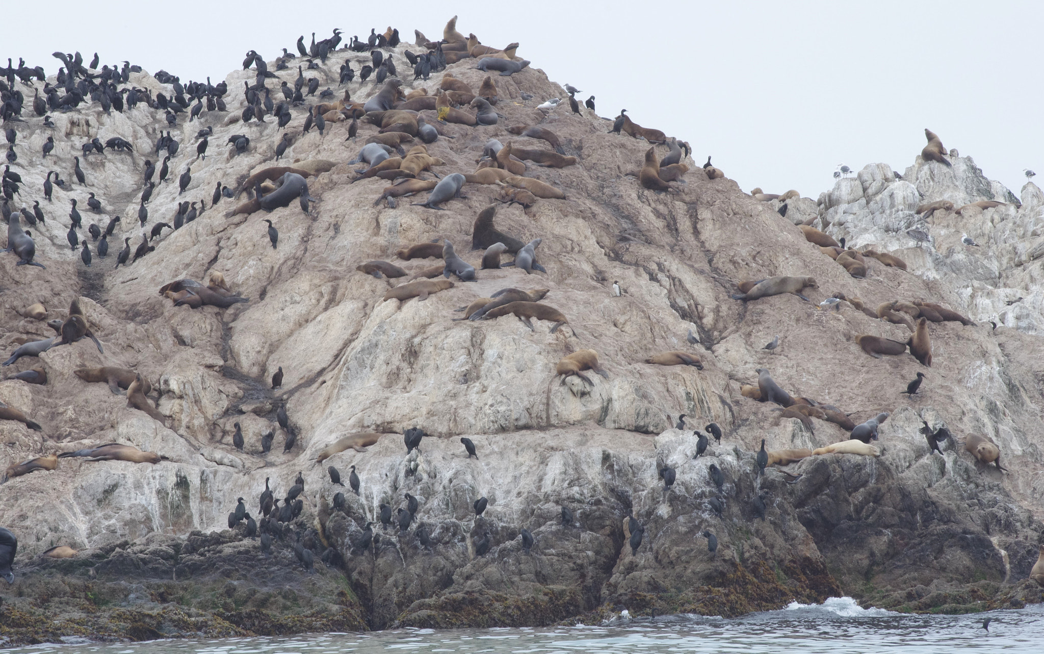 Pentax K-5 II + Sigma Lens (3 255) sample photo. #seals #montereybay photography