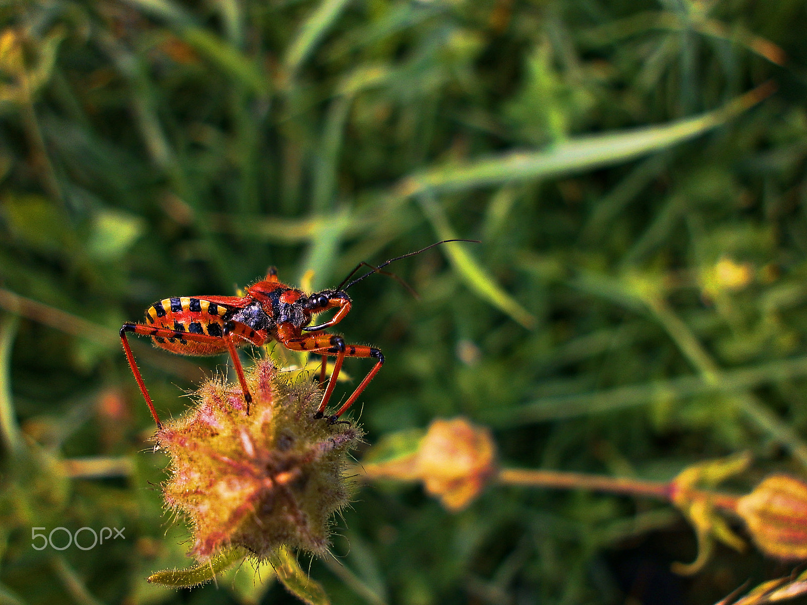 Olympus VG110,D700 sample photo. Red bug photography