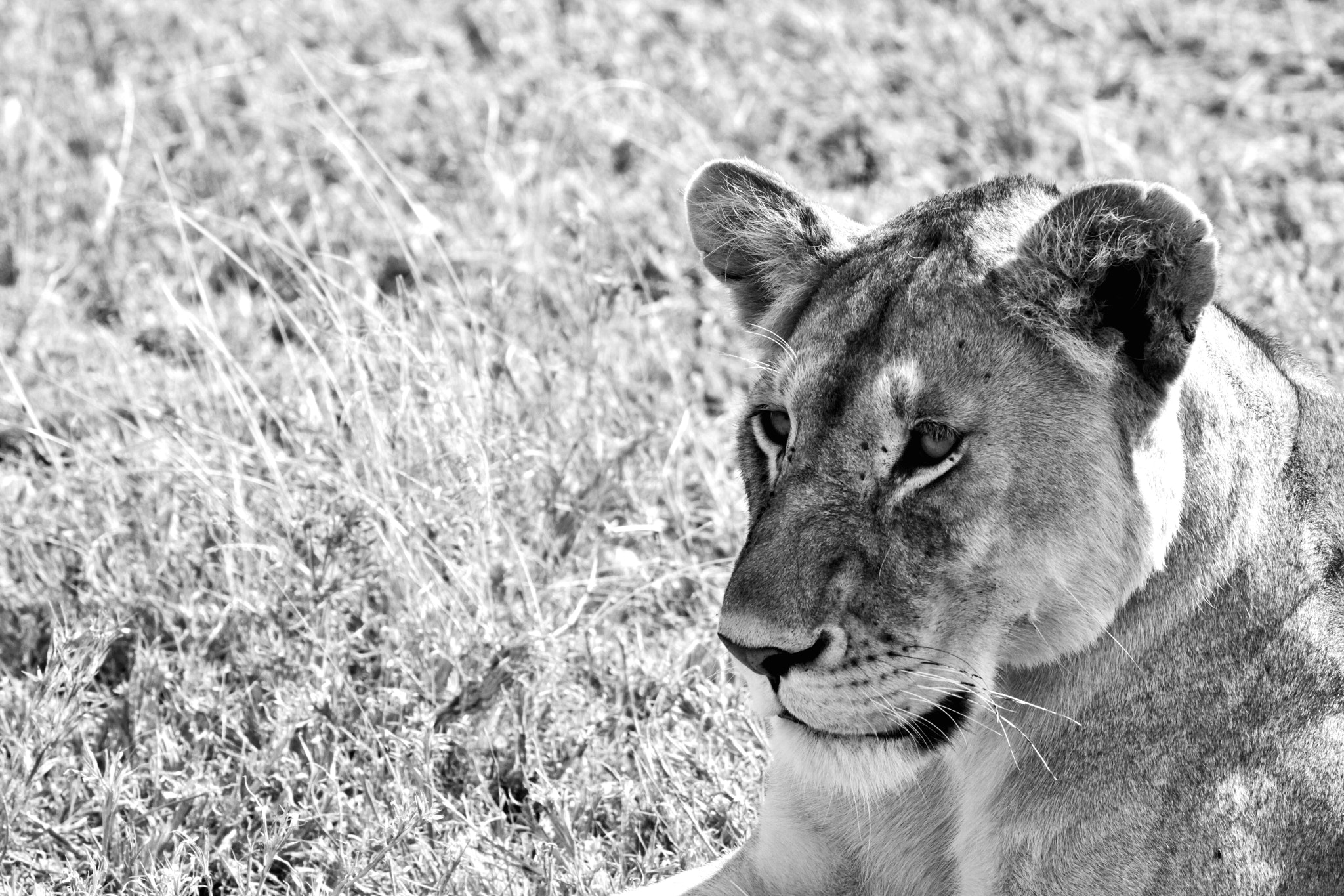 Canon EF 70-200mm F4L IS USM sample photo. Simba photography