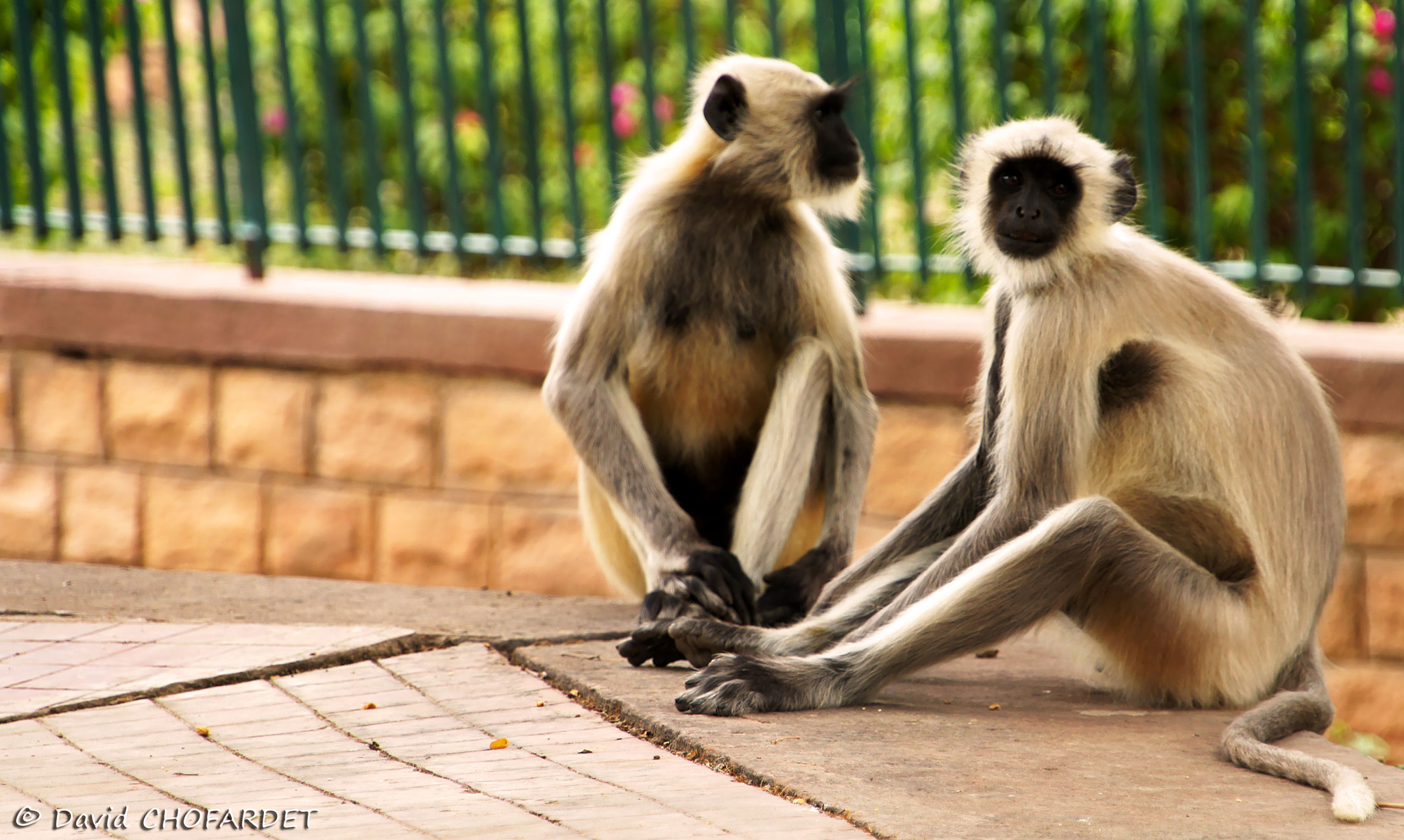 Sony Alpha NEX-C3 sample photo. India life and color photography