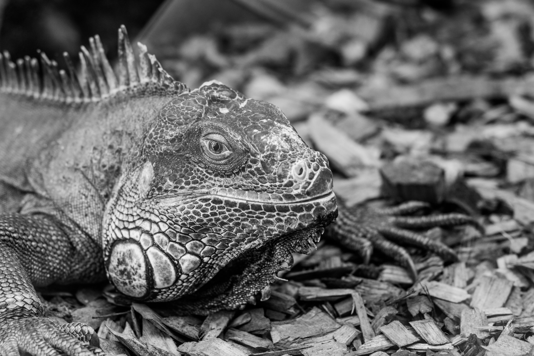 Sony SLT-A65 (SLT-A65V) + Sony DT 50mm F1.8 SAM sample photo. Reptile photography
