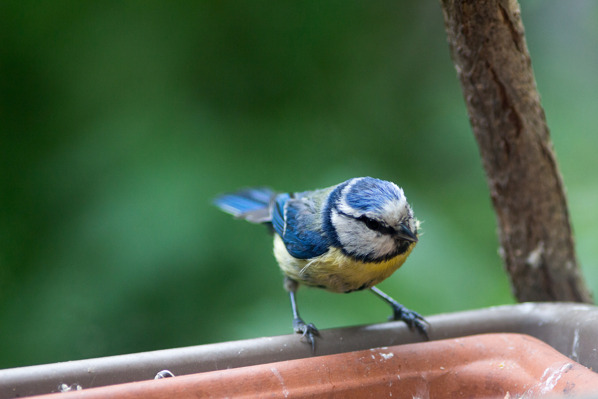 Canon EOS 100D (EOS Rebel SL1 / EOS Kiss X7) + Canon EF 200mm F2.8L II USM sample photo. Bluetit photography