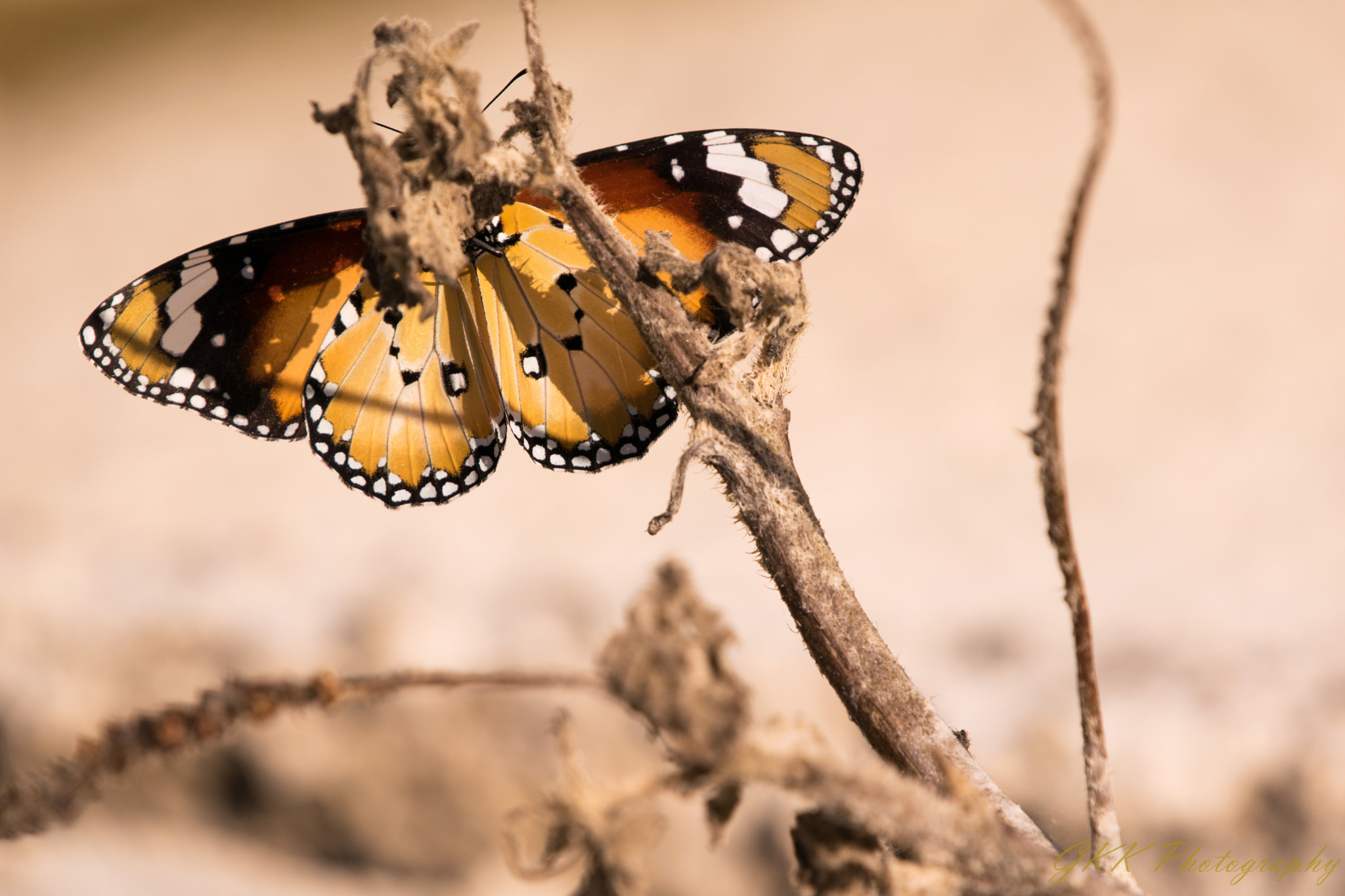 Nikon AF-S Nikkor 200-500mm F5.6E ED VR sample photo. Hidden monarch photography
