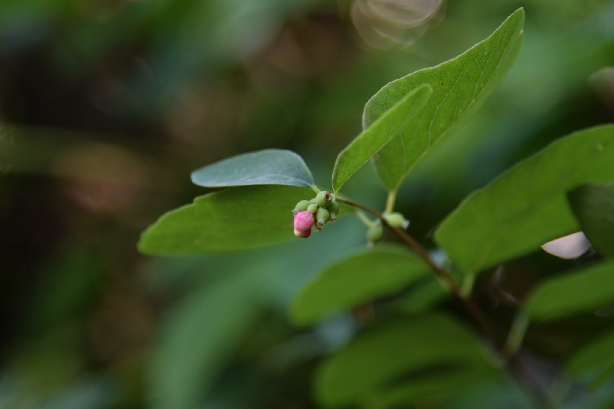 Nikon AF-S Nikkor 24-120mm F4G ED VR sample photo. Bud photography