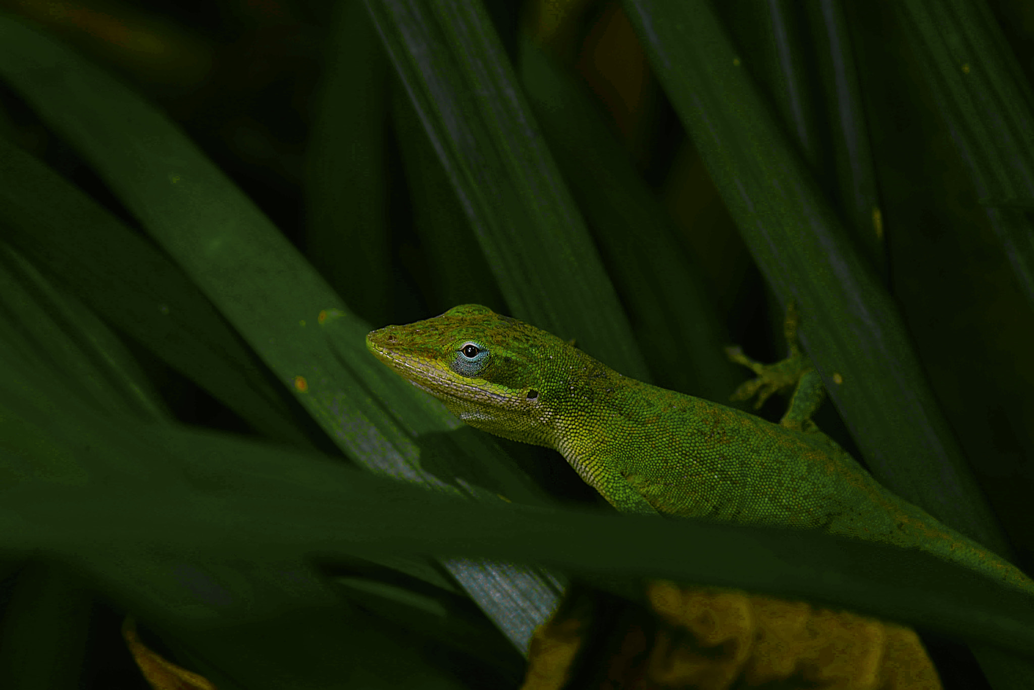 Nikon D610 + Sigma 50mm F2.8 EX DG Macro sample photo. Gecko photography