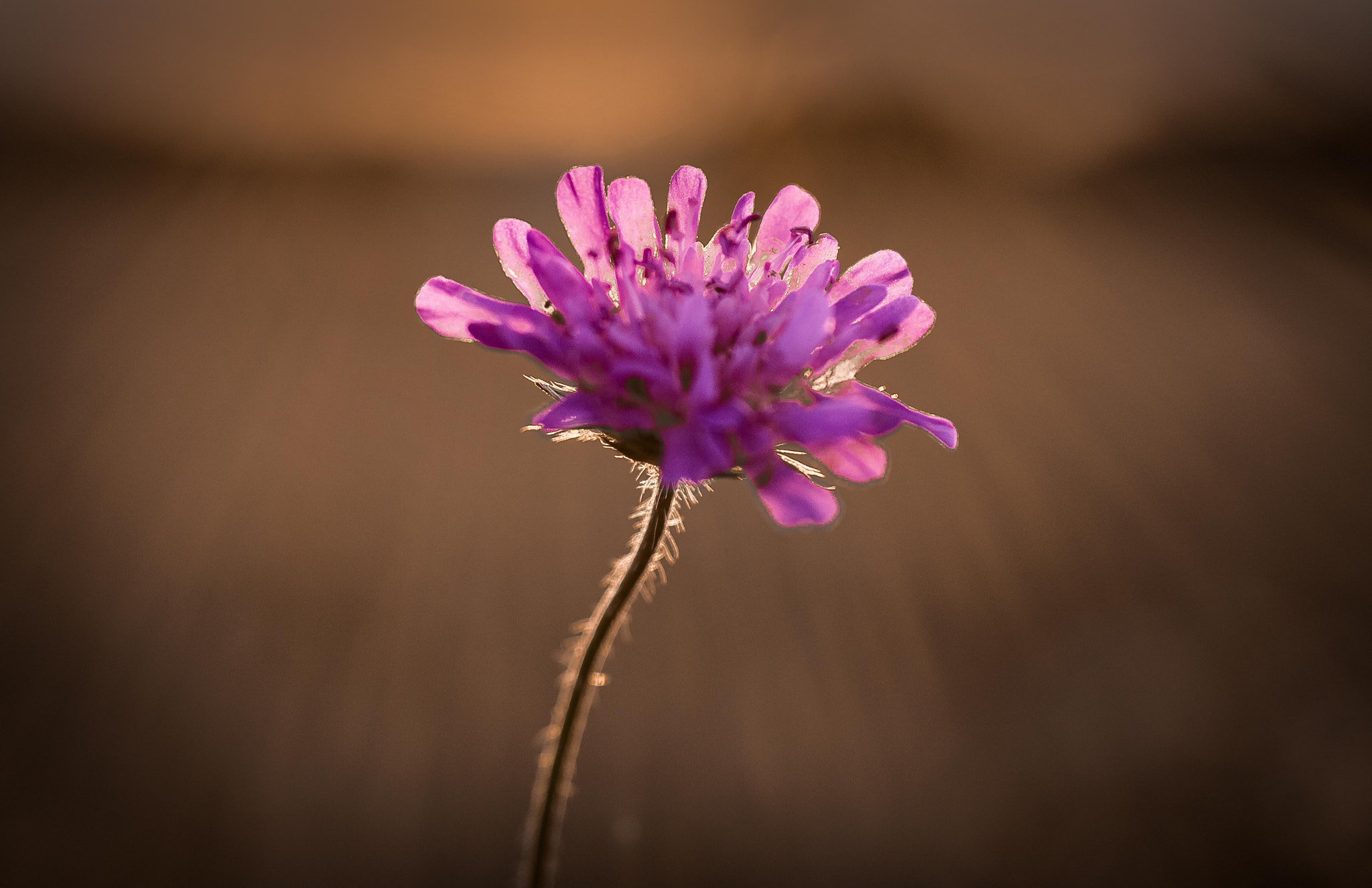 Nikon D3200 + Sigma 50mm F2.8 EX DG Macro sample photo. Alone in the meadow photography