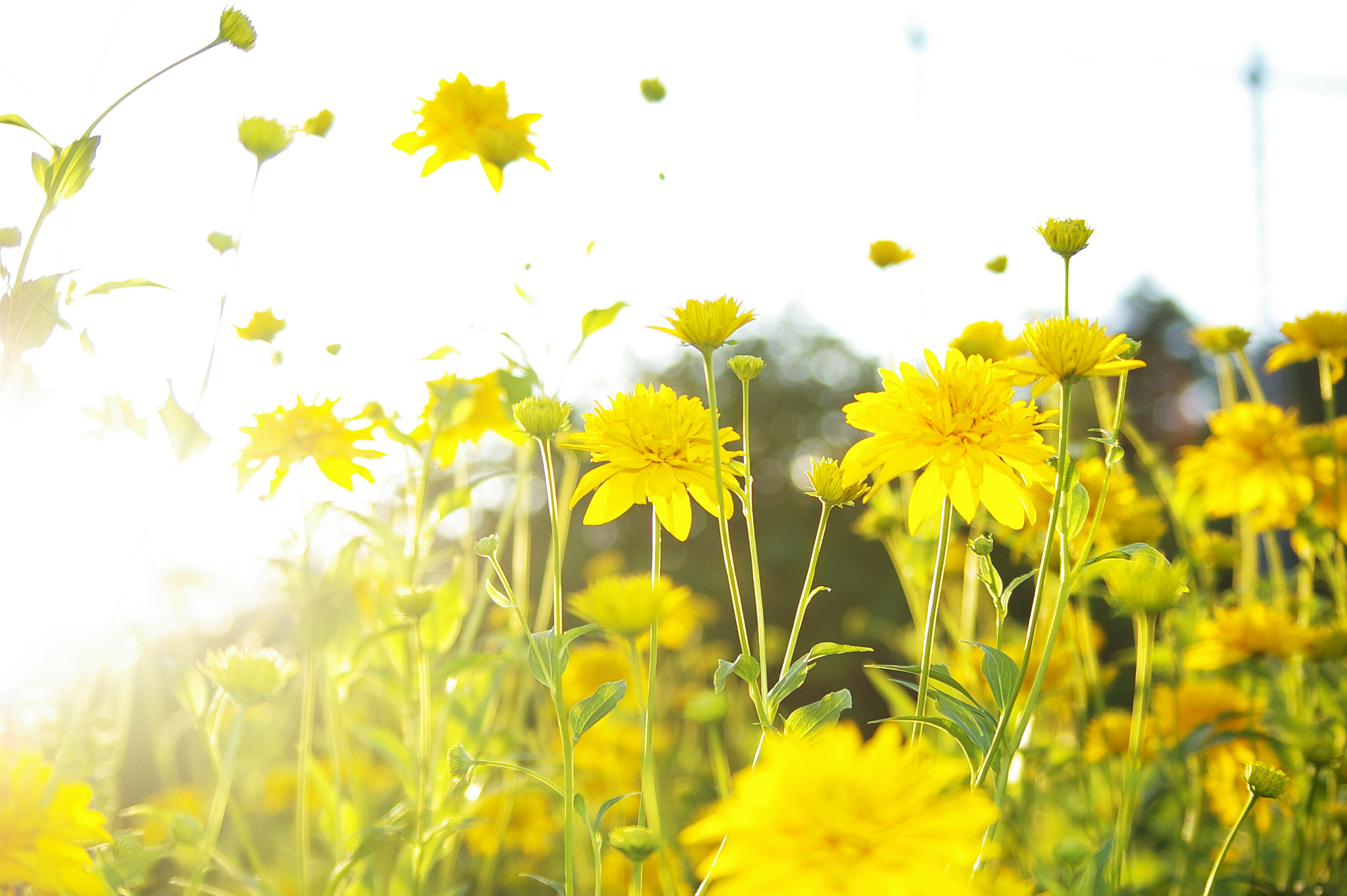 Pentax K100D sample photo. Happy flowers photography