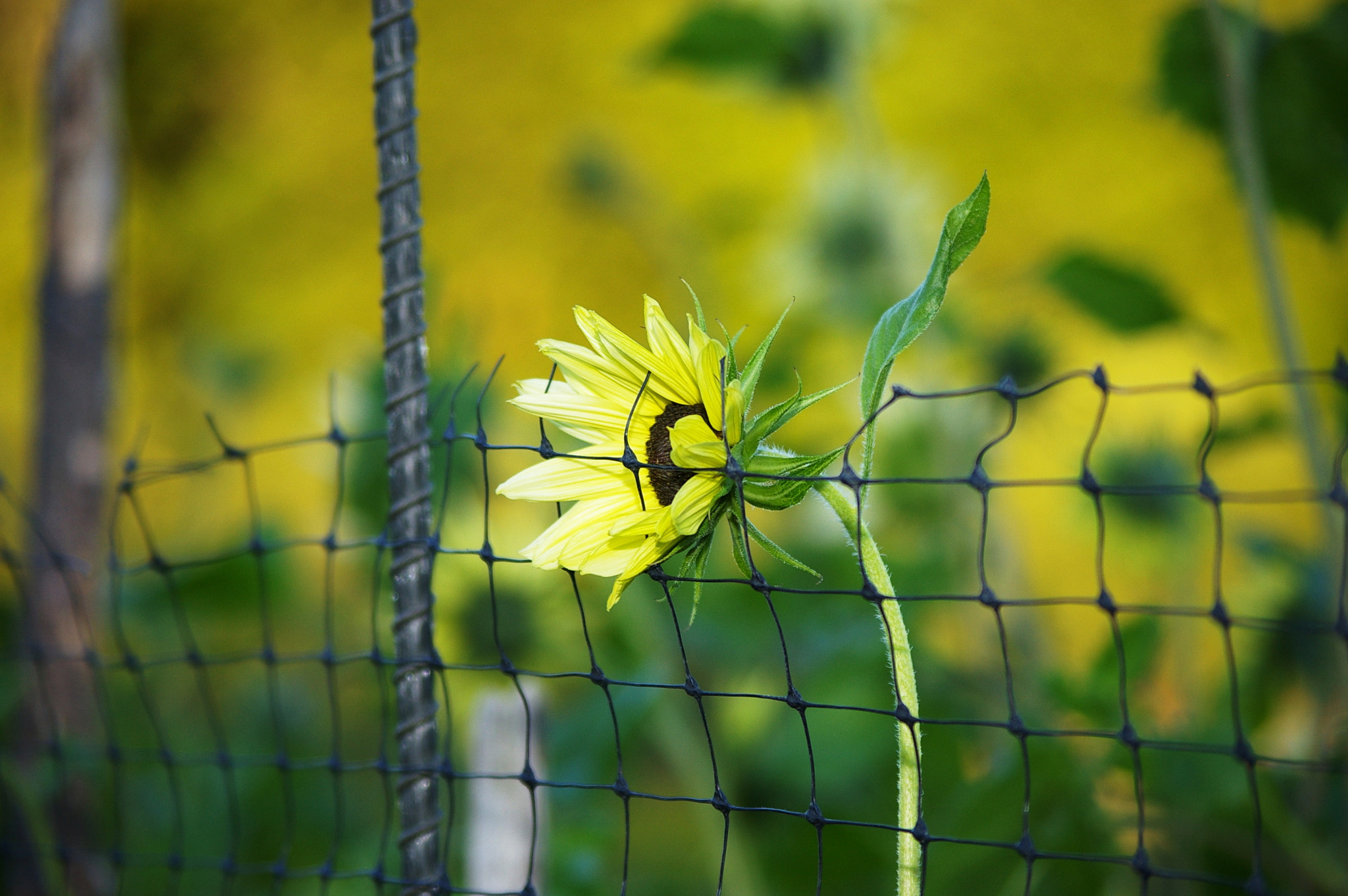 Pentax K100D sample photo. Flower power photography